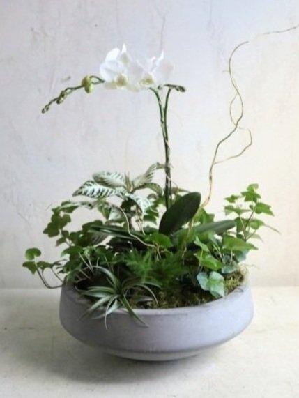 Orchid Garden Planter