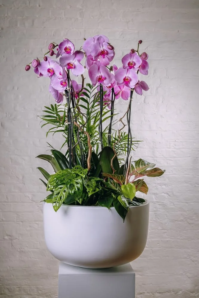 indoor-orchid-planter-.jpg