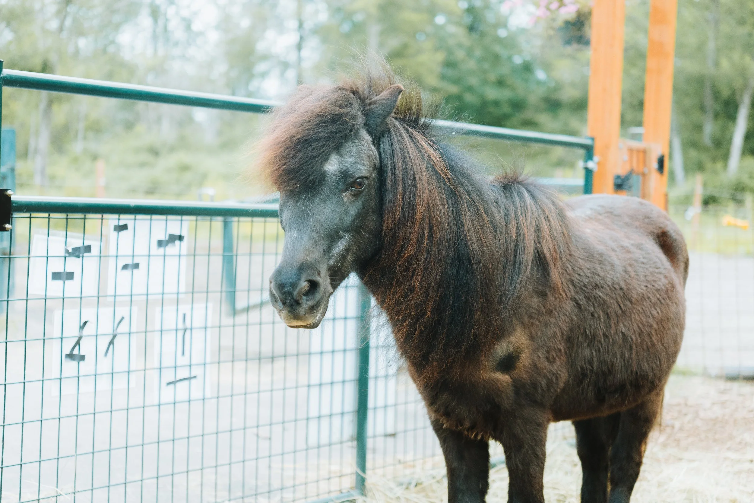 A dark brown Shetland pony with a fluffy mane standing near a metal fence in an outdoor enclosure.