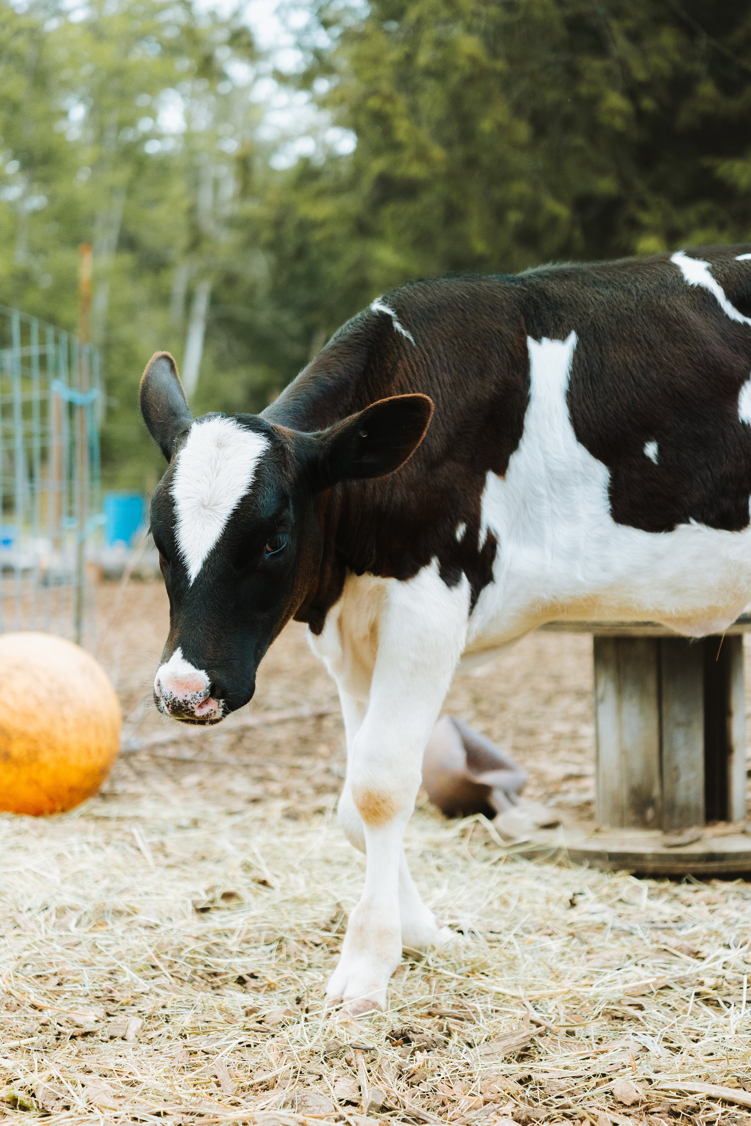 A black and white calf grazing on hay in a farmyard with trees and a pumpkin in the background.