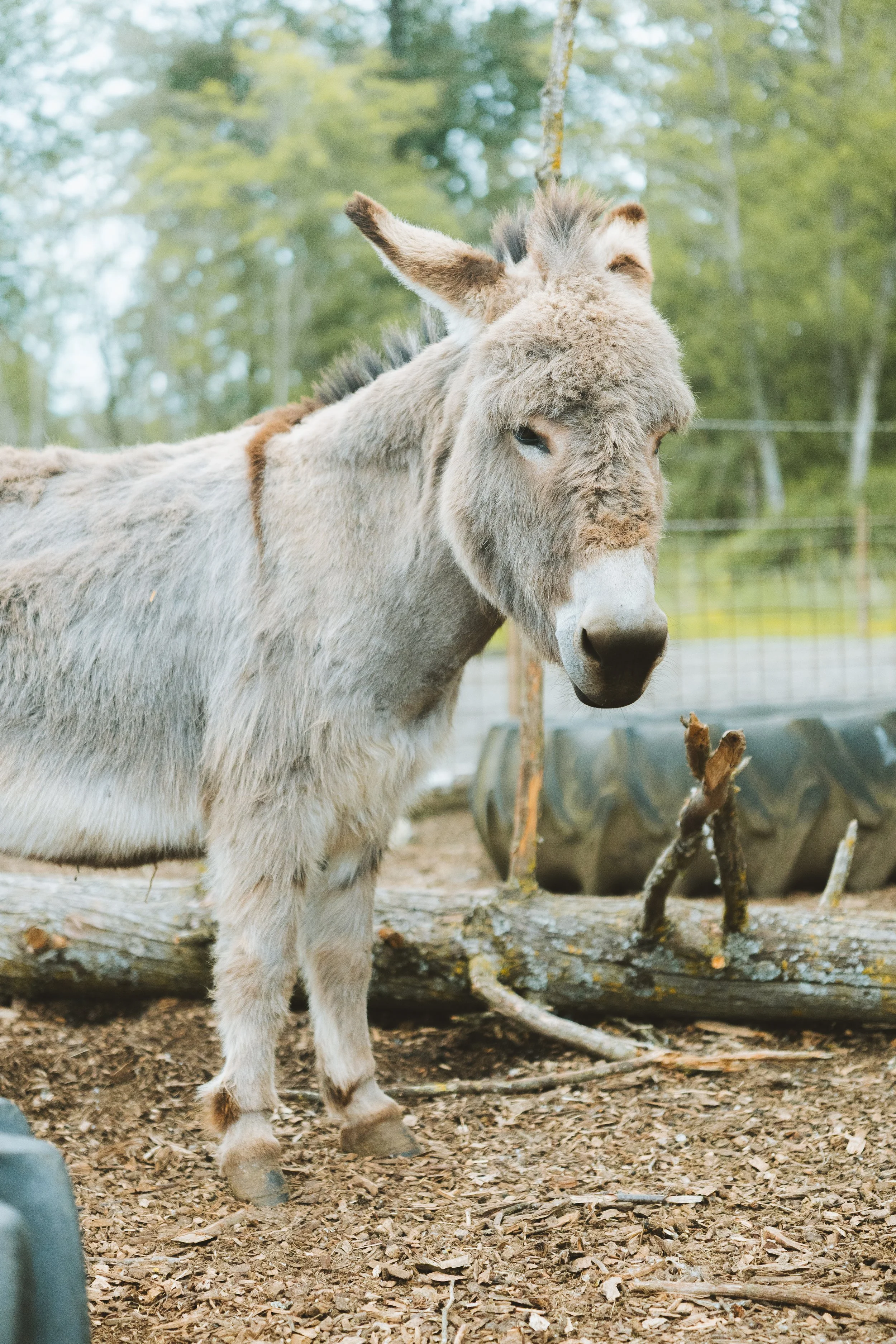 Young donkey with light gray fur standing on a dirt ground surrounded by trees in a farm setting.