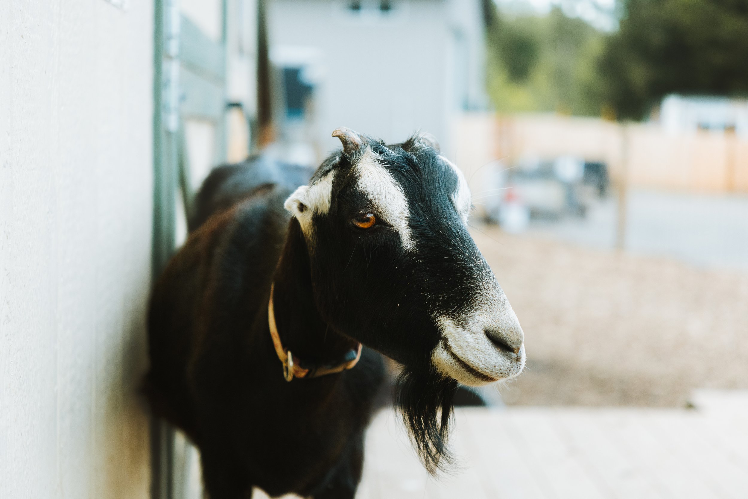 Black and white goat with amber eyes leaning against a wall outdoors.