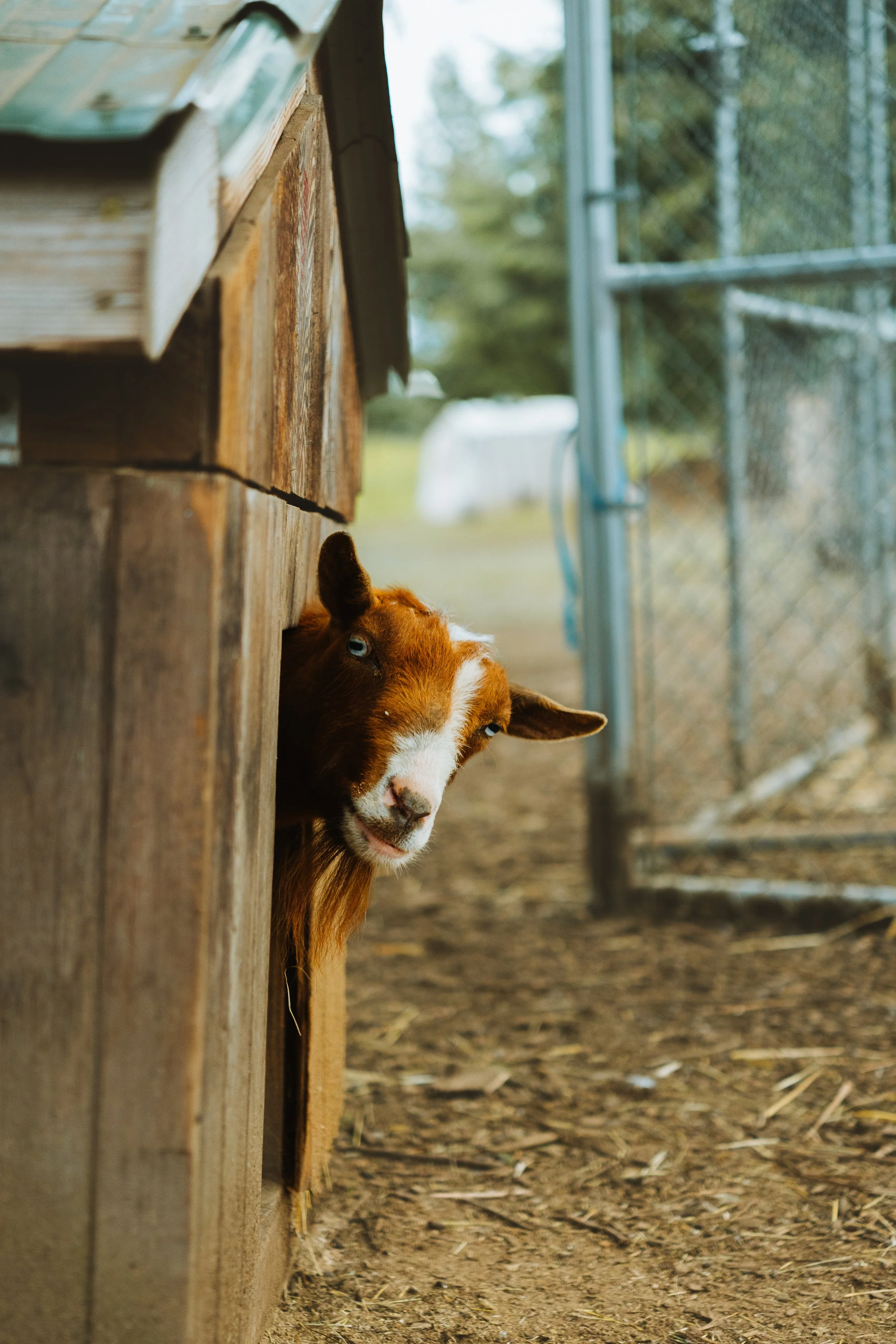 A brown and white goat peeking out from a wooden barn or coop.
