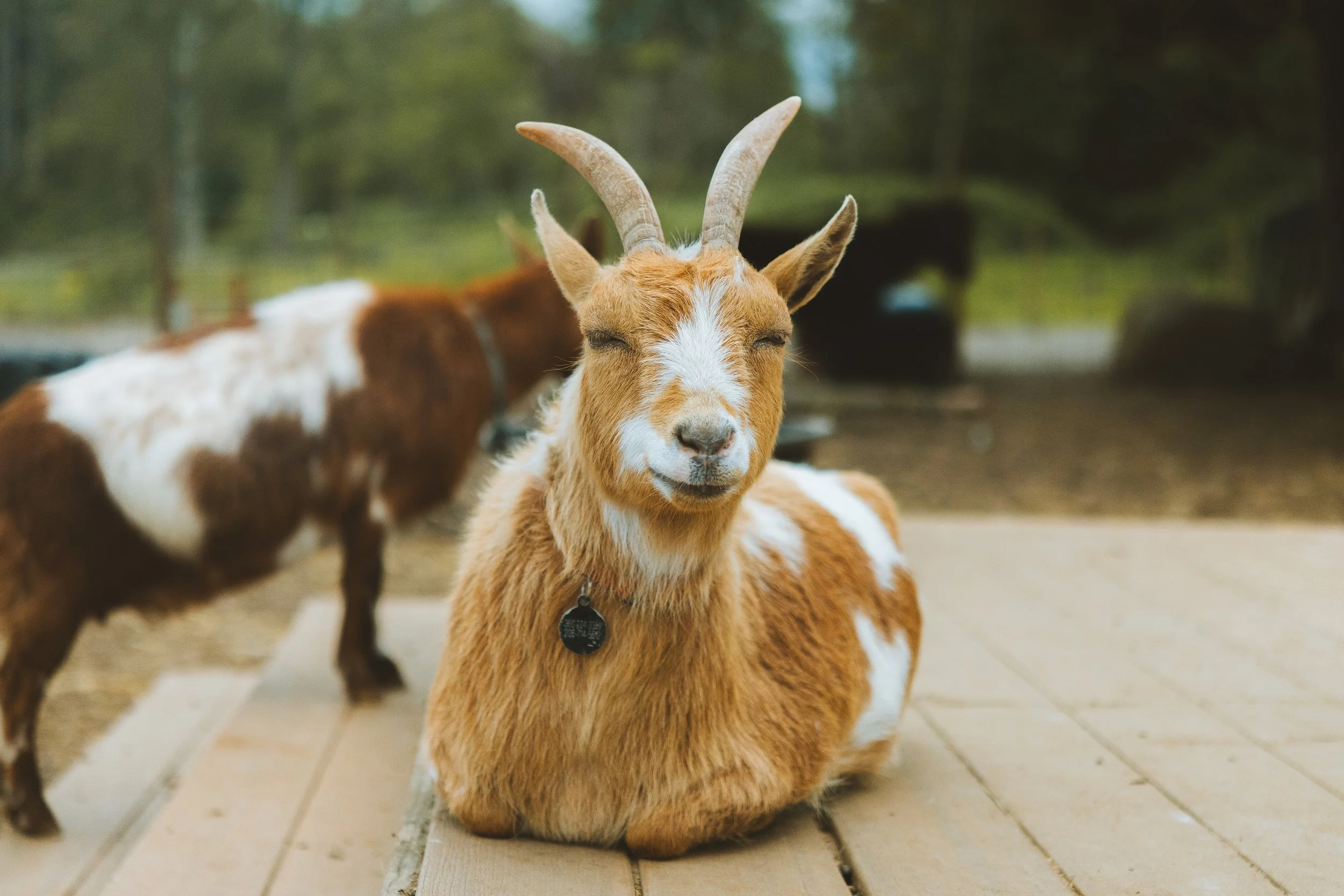 A brown and white goat with curved horns sitting on a wooden floor, with other goats in the background outdoors.