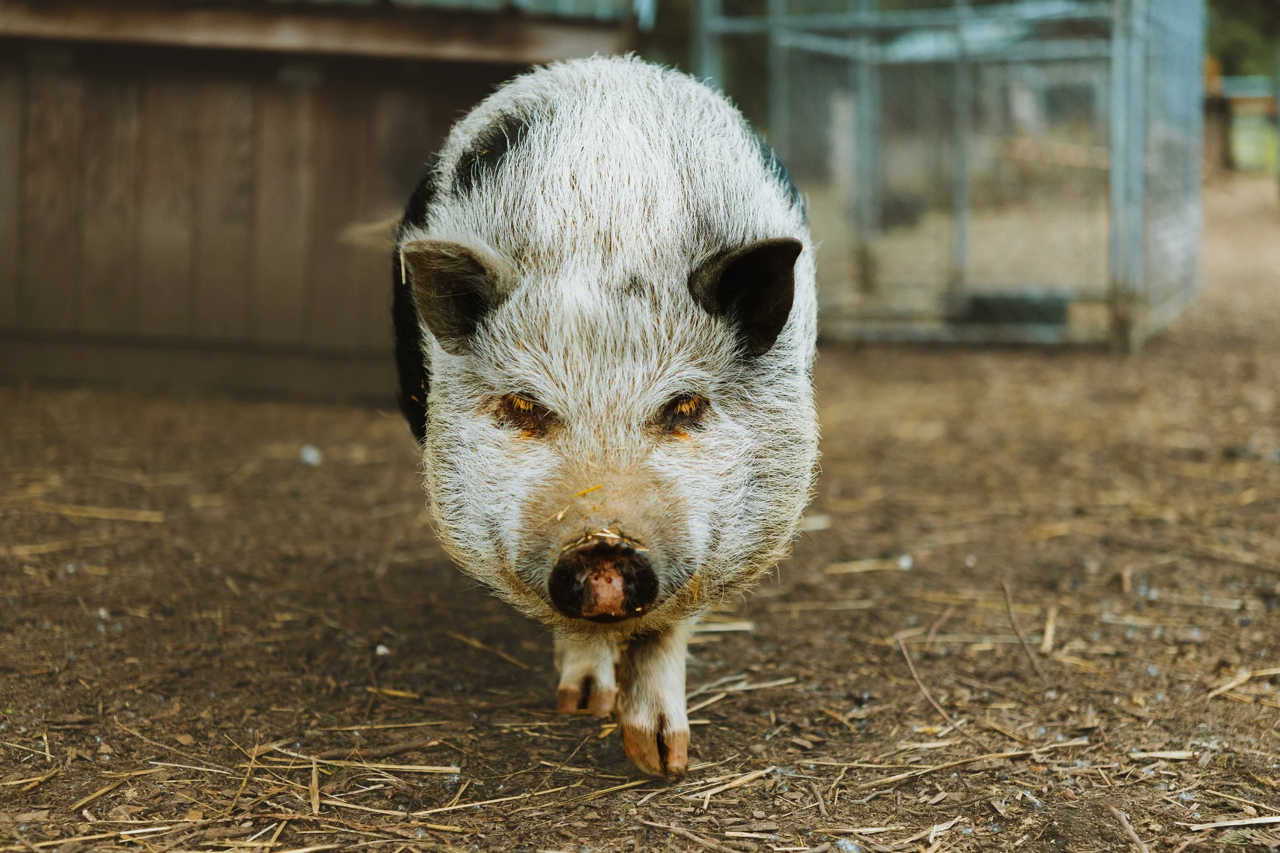 A pig with black and white fur, small ears, and yellow eyes walking on dirt inside a barn or animal enclosure.