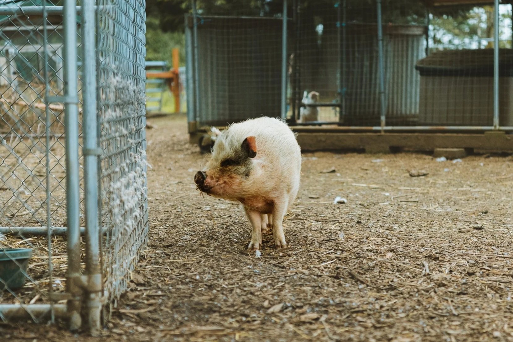 A pig standing outside in a pen with a dirt and wood chip ground, surrounded by a chain-link fence and metal enclosures, with trees and additional fencing in the background.
