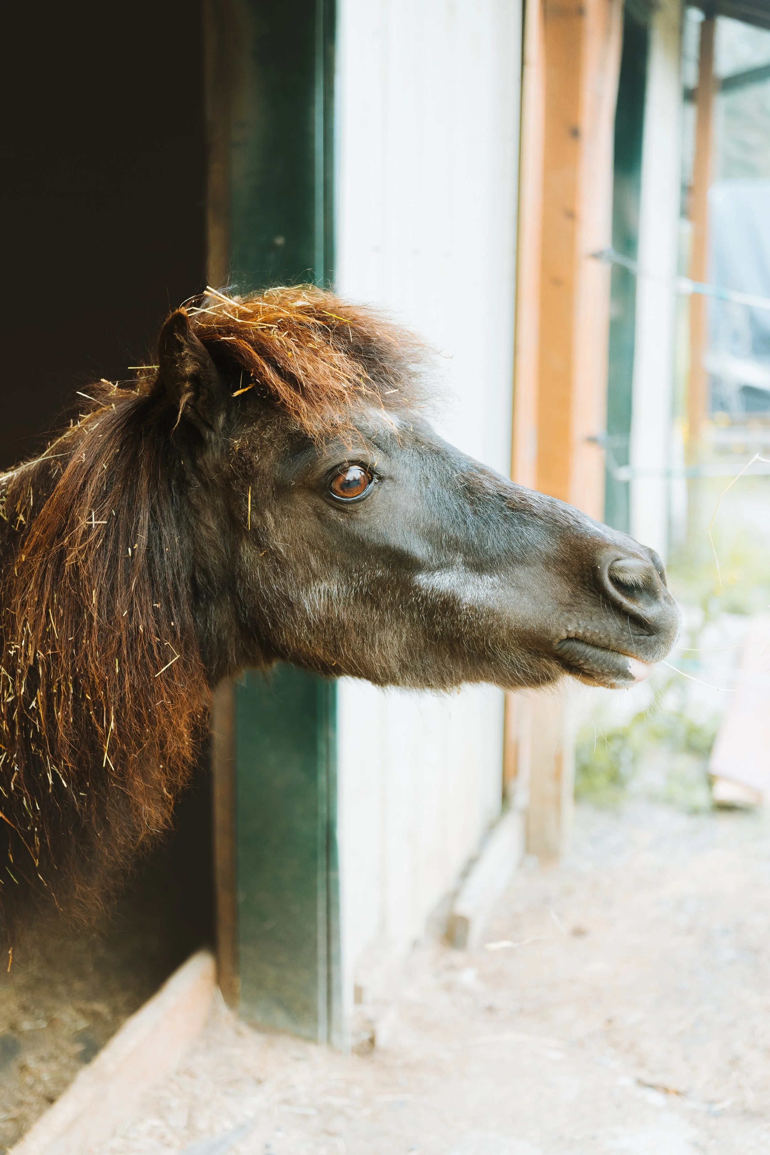 Profile view of a black horse with a brown mane, standing in a stable with a door and wooden beams in the background.