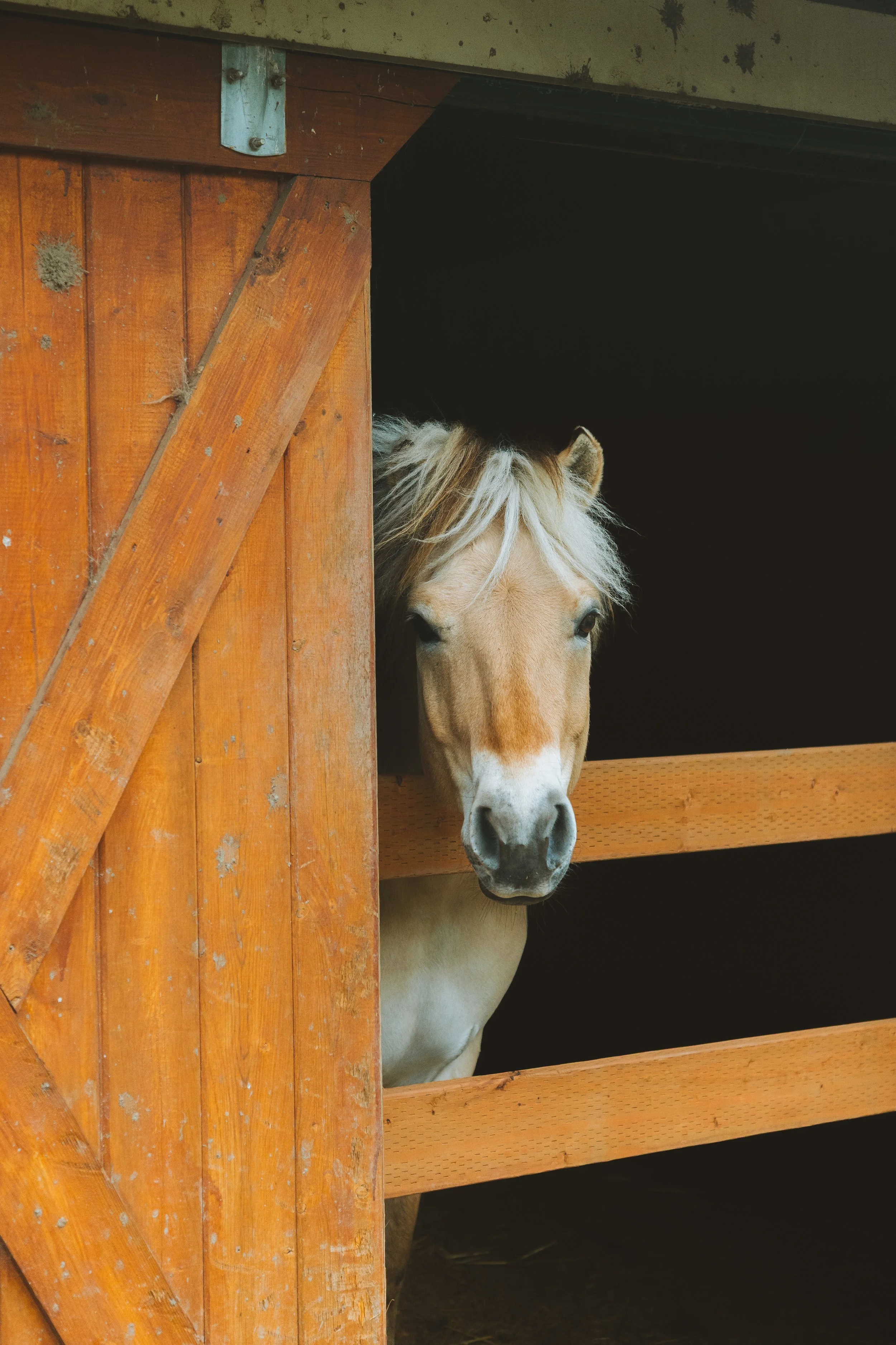 Close-up of a horse peeking out from the stable window, with a wooden frame and dark background.