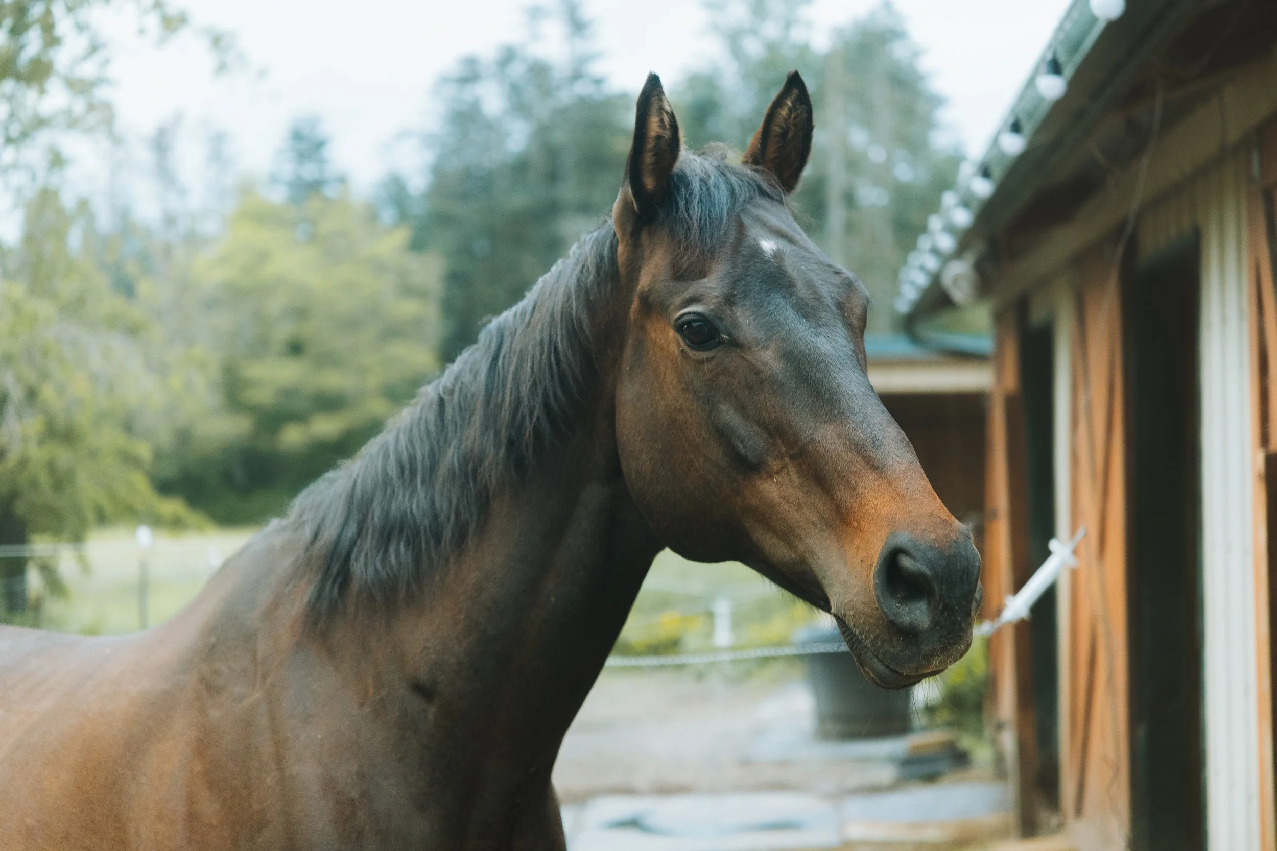 A brown horse with a dark mane standing outdoors near a wooden barn with trees in the background.