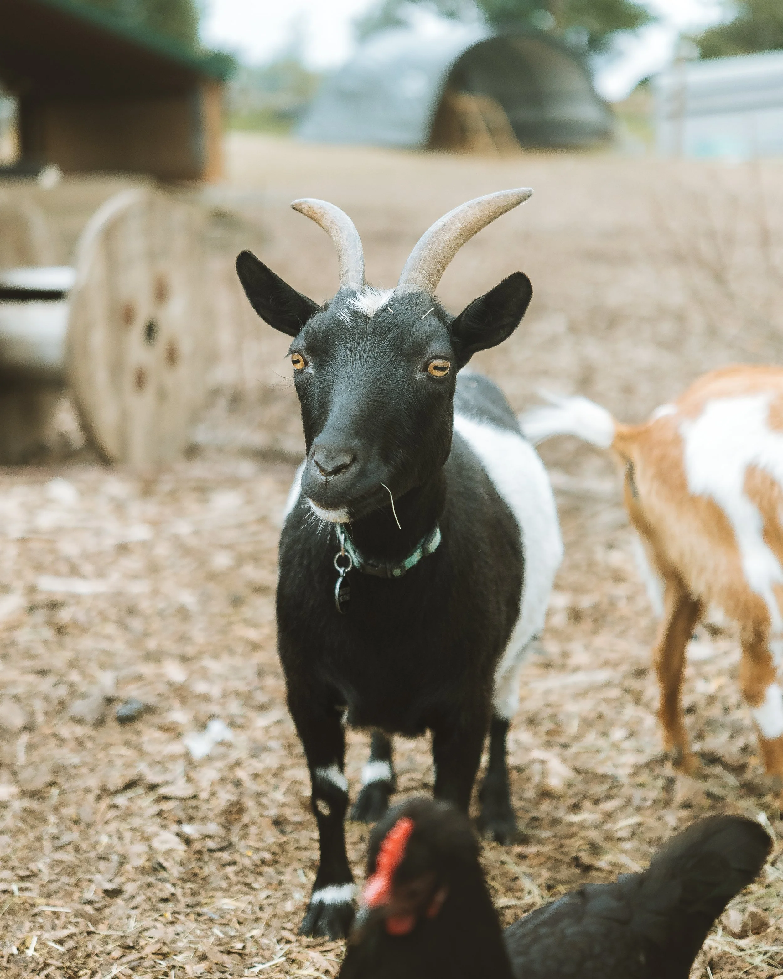 Logo for Mountain Meets Farm Rescue and Sanctuary, featuring a mountain landscape and a line of farm animals including a rabbit, hen, pig, goat, donkey, and horse, in green against a black background.