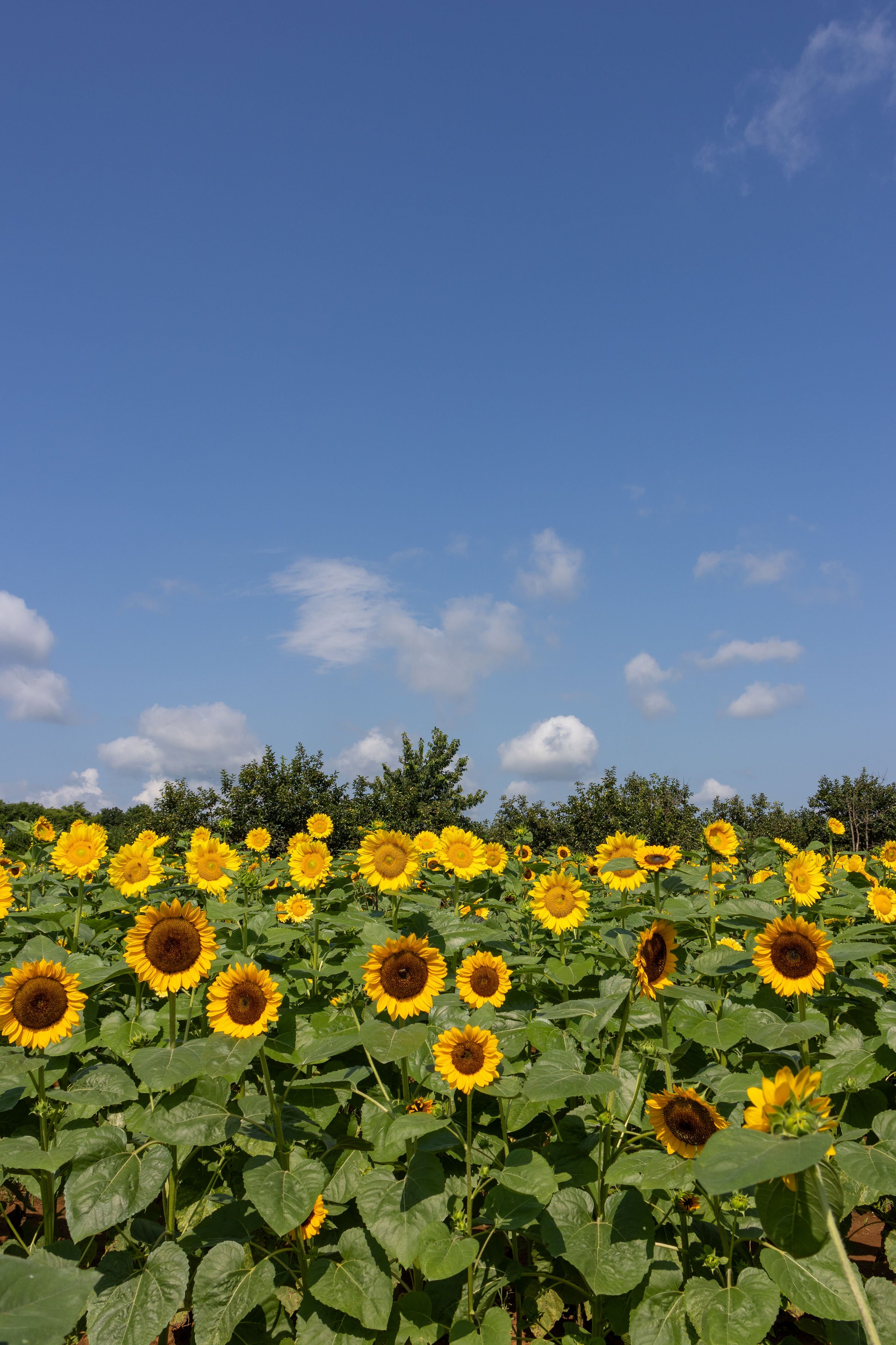 A large field of blooming sunflowers under a bright blue sky with a few scattered clouds and some trees in the background.