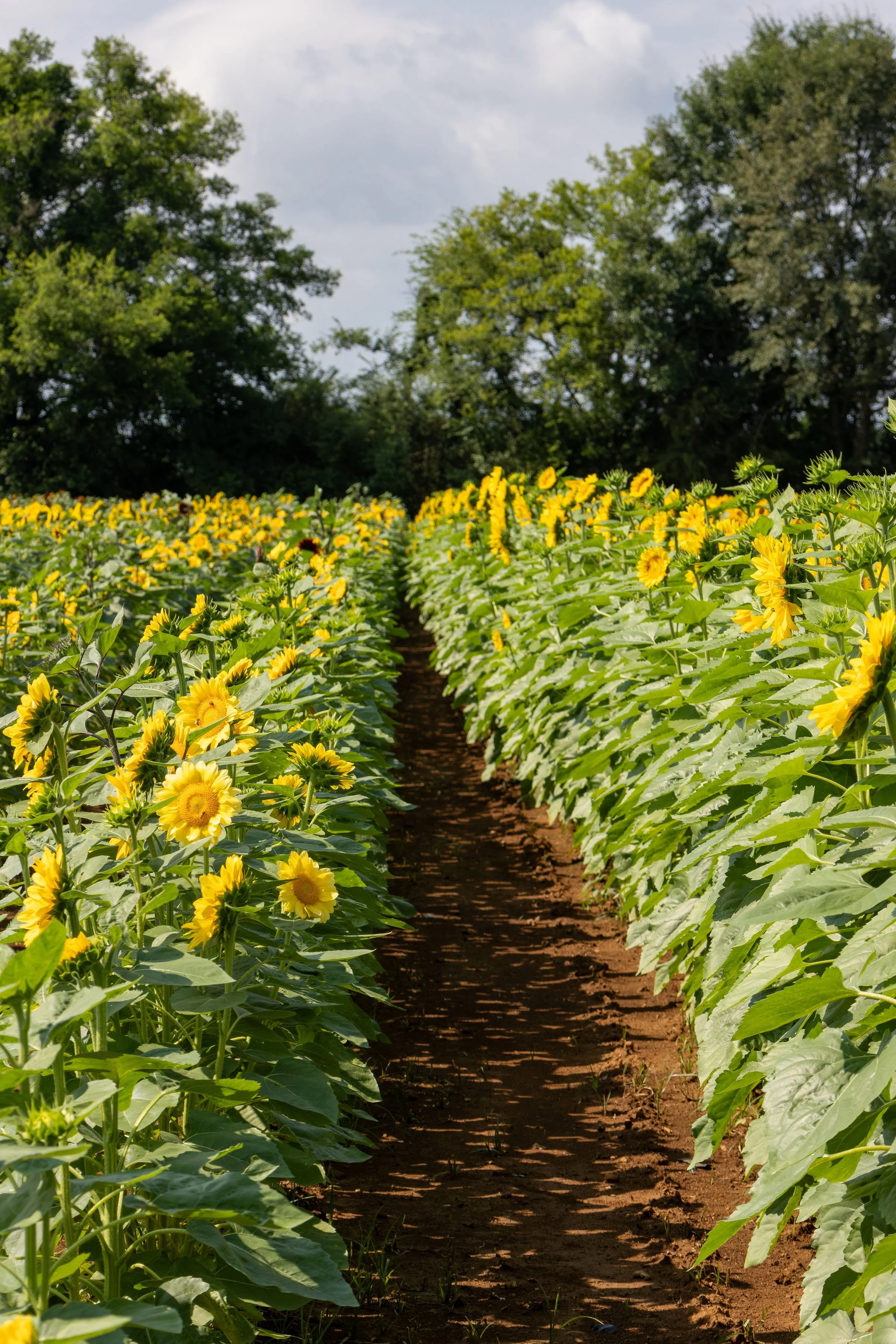 Rows of blooming yellow sunflower plants in a farm field with a dirt path in the middle, surrounded by green trees under a partly cloudy sky.