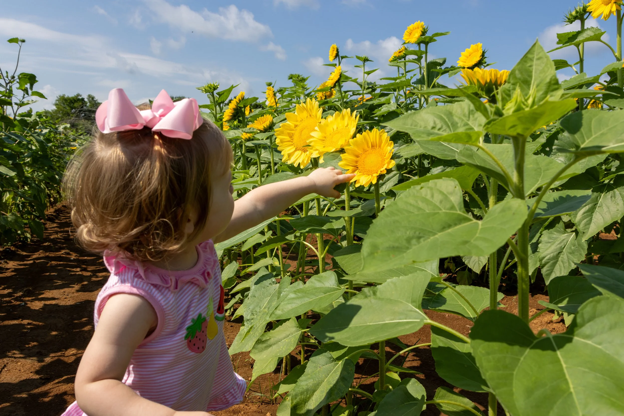 A young girl with a pink bow in her hair pointing at a sunflower in a field of sunflowers on a sunny day.