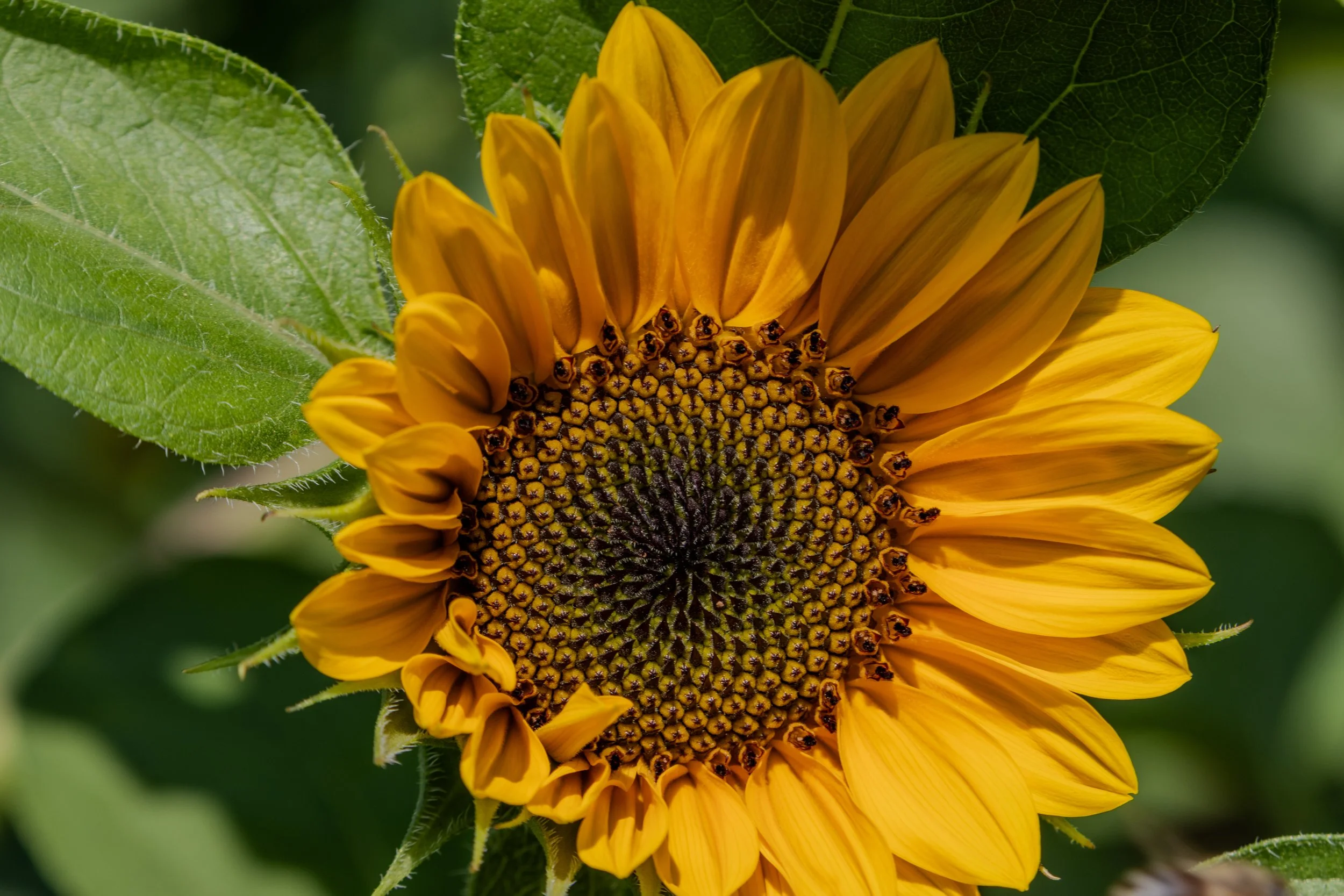 Yellow sunflower with green leaves in background