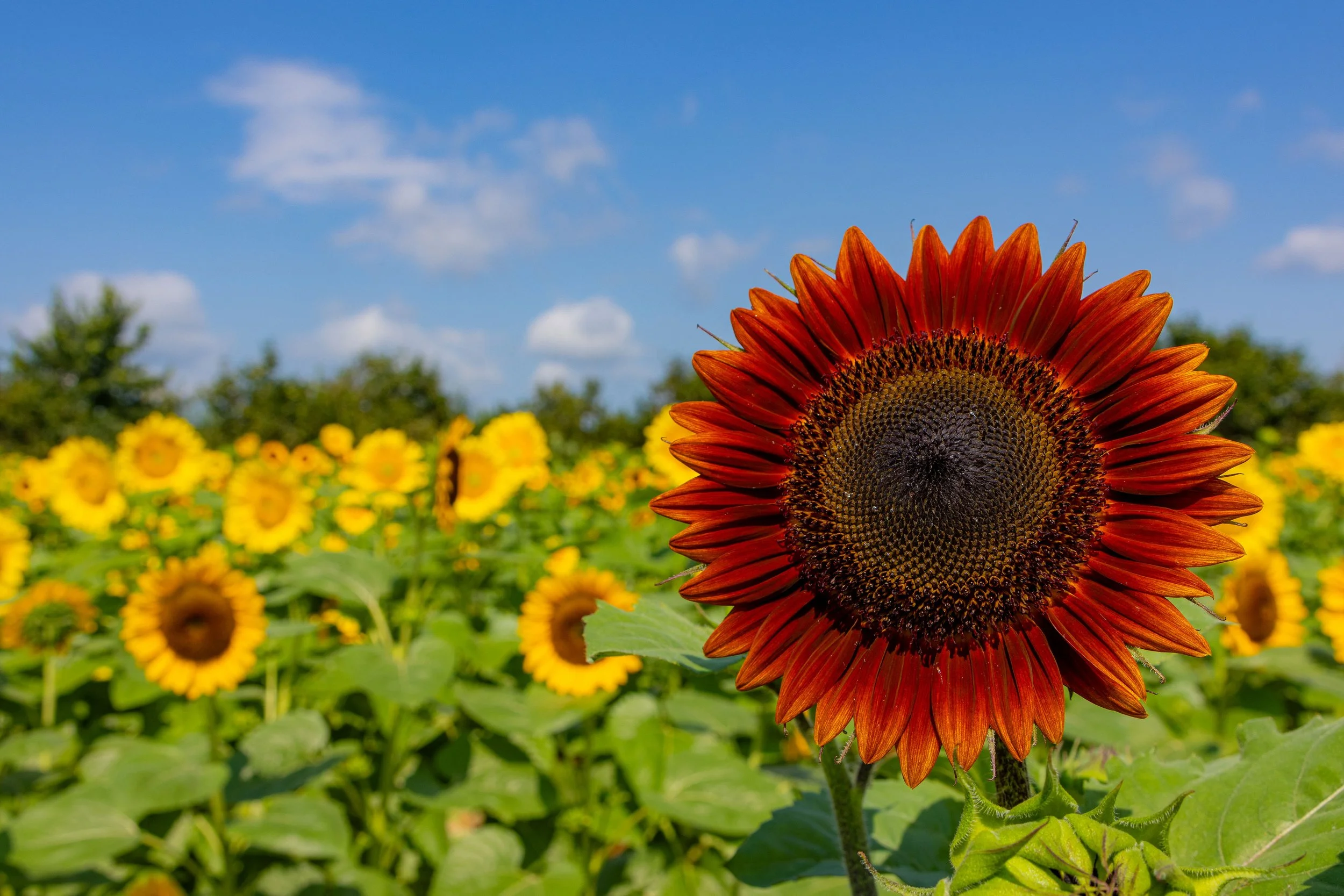 A vibrant orange sunflower with a dark brown center in the foreground, surrounded by many yellow sunflowers, under a partly cloudy blue sky.