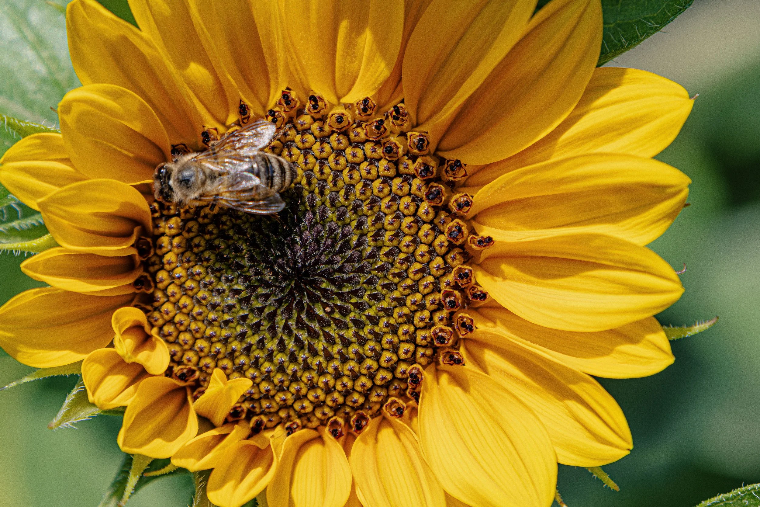 A close-up of a bright yellow sunflower with a bee collecting nectar from the central disk, which has tiny dark centers.