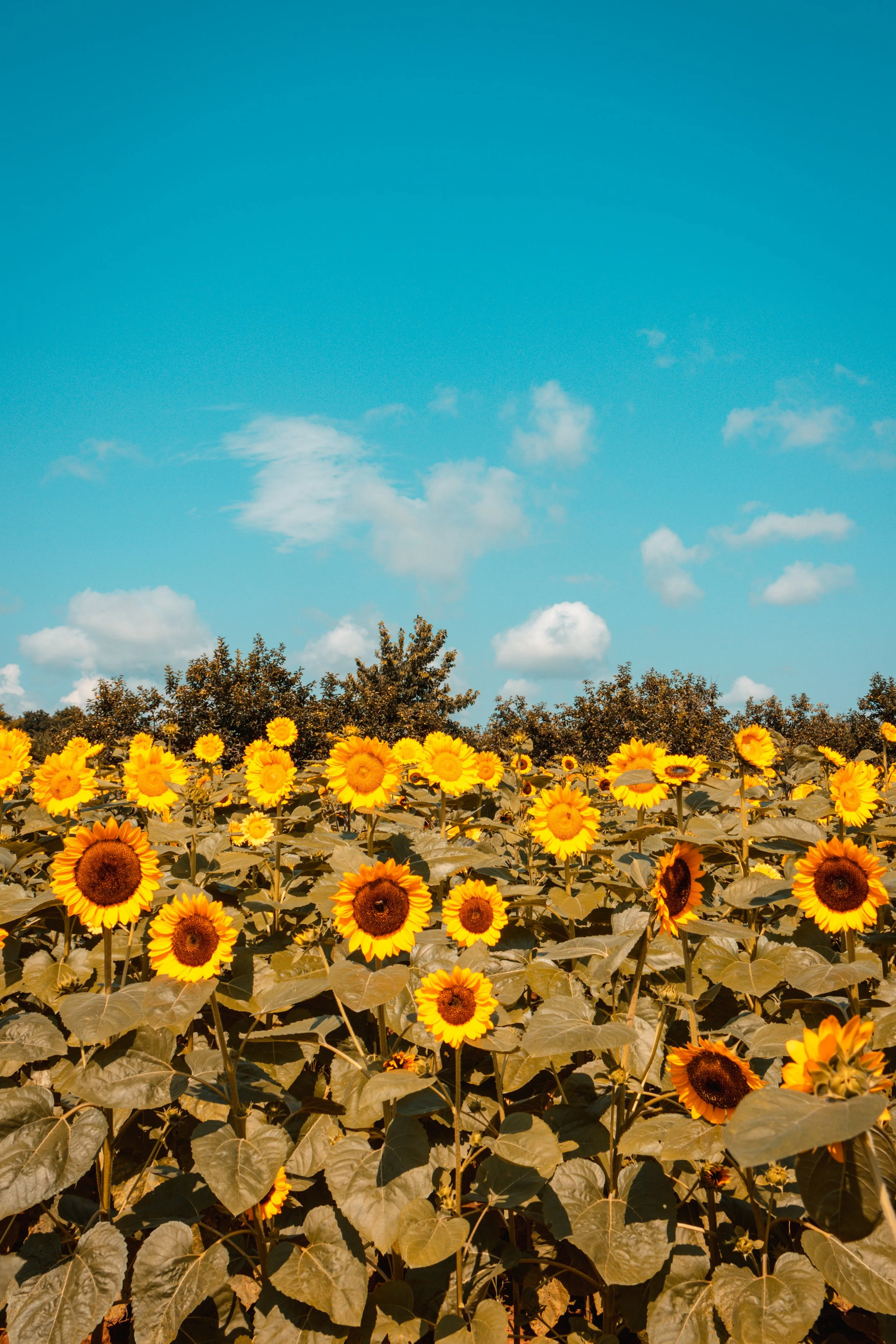 Field of sunflowers under a clear blue sky with a few clouds and trees in the background.
