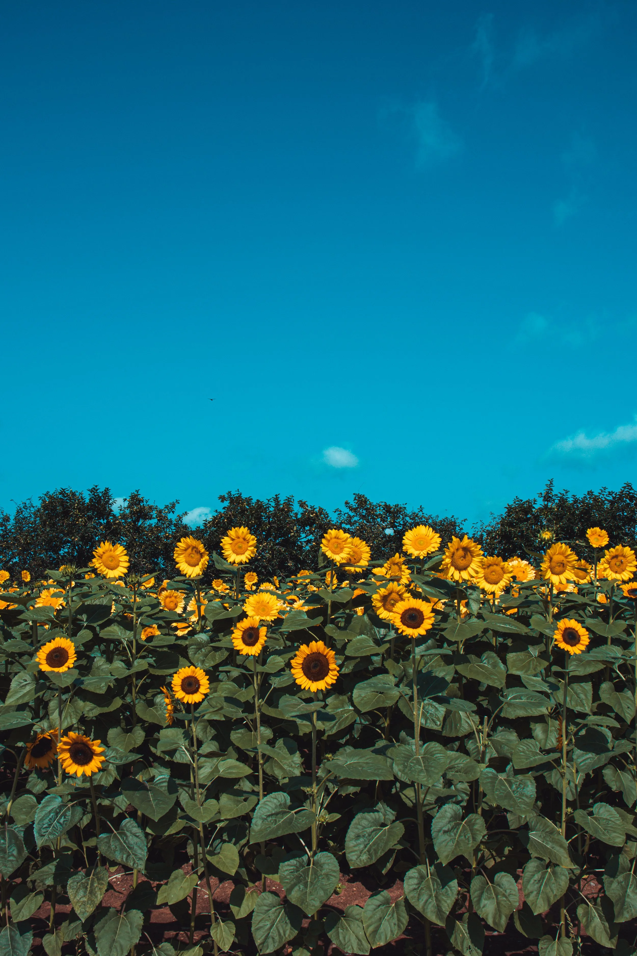 A field of blooming sunflowers with bright yellow petals under a clear blue sky with a few wispy clouds.