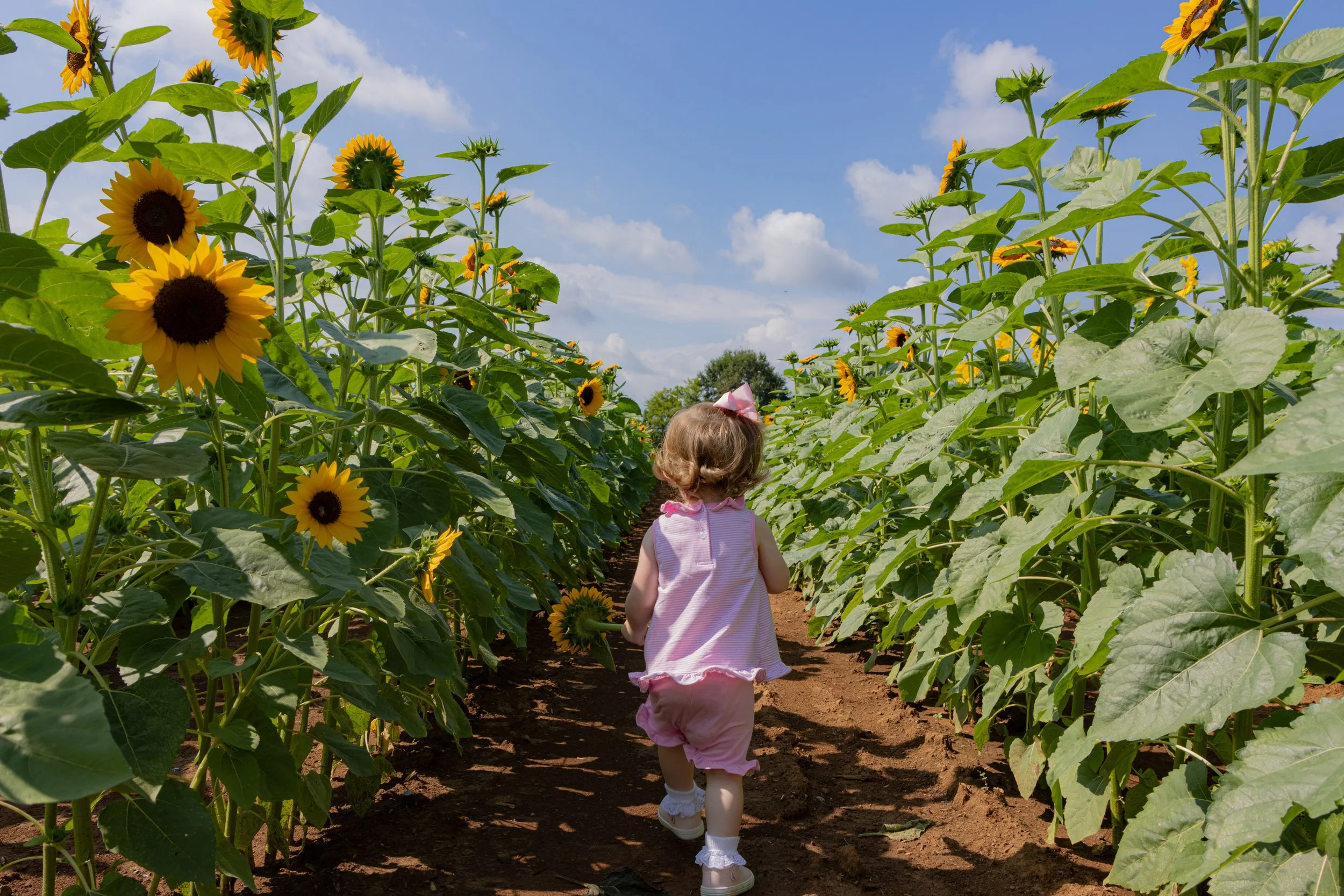 A young girl in a pink dress and white shoes walking through a sunflower field on a sunny day with a blue sky and clouds.