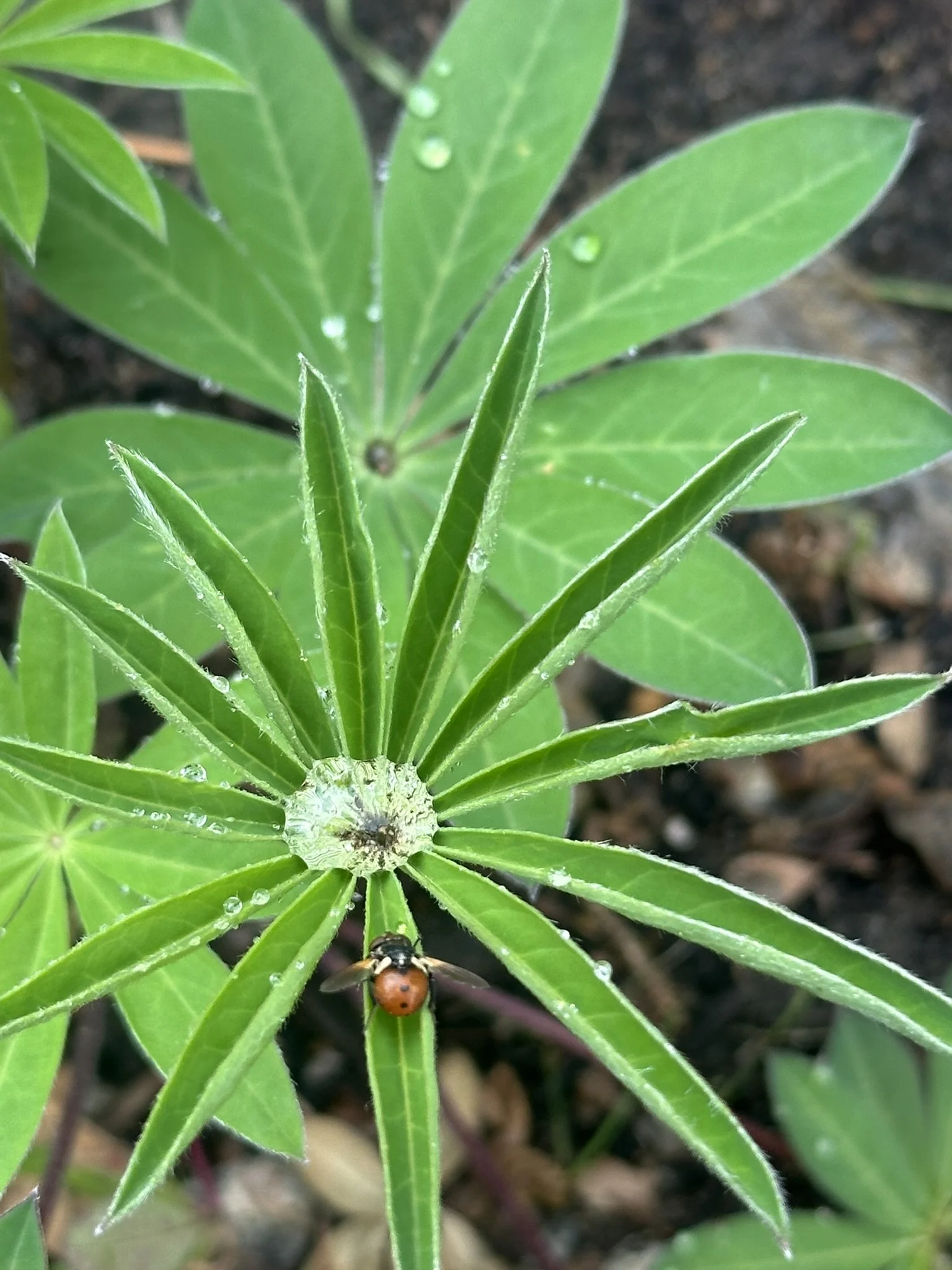 Close-up photo of green leaves on a lupin with a ladybug on one of the leaves, and water droplets on some of the leaves.