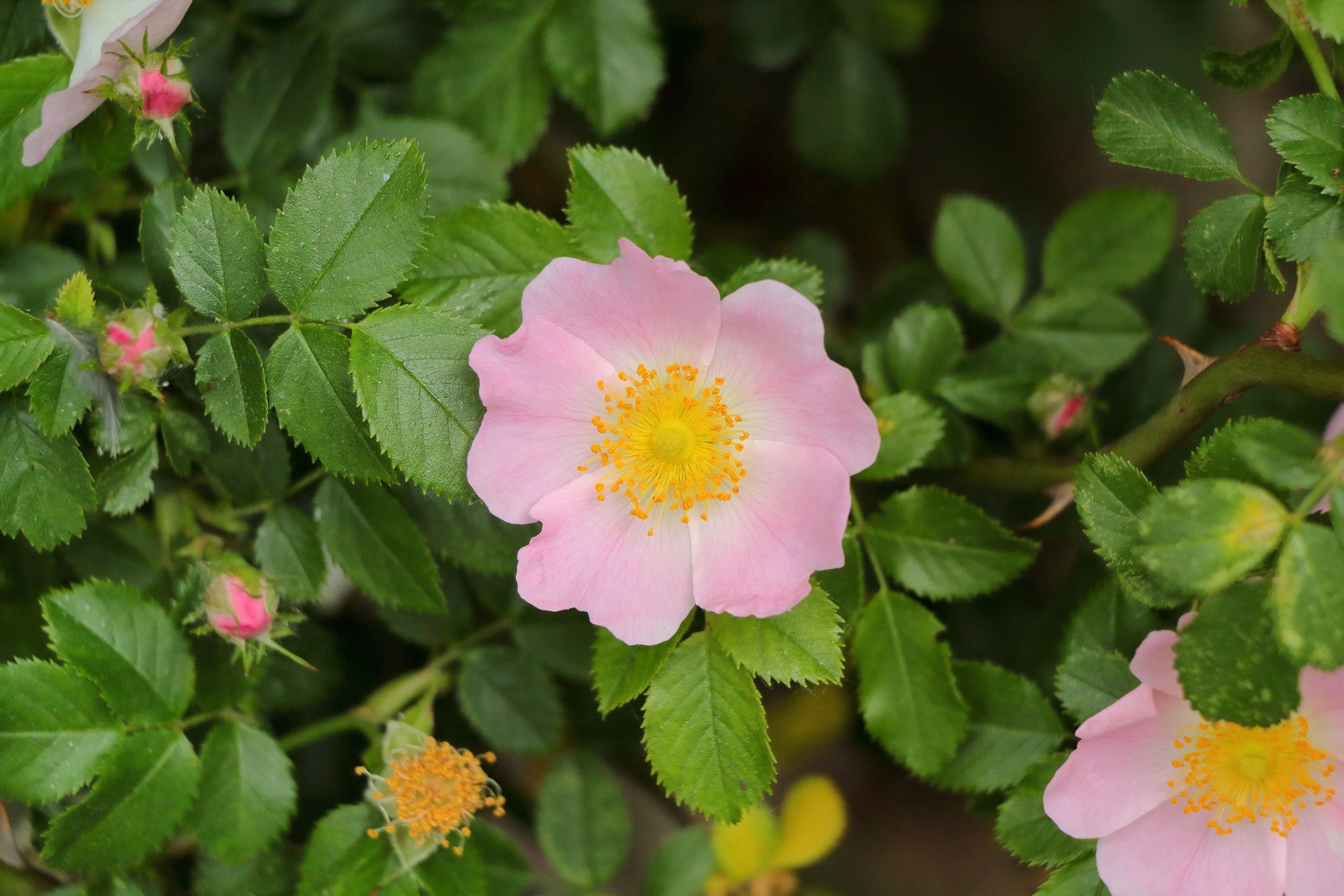 Pink nootka rose with yellow stamens surrounded by green leaves and unopened flower buds.