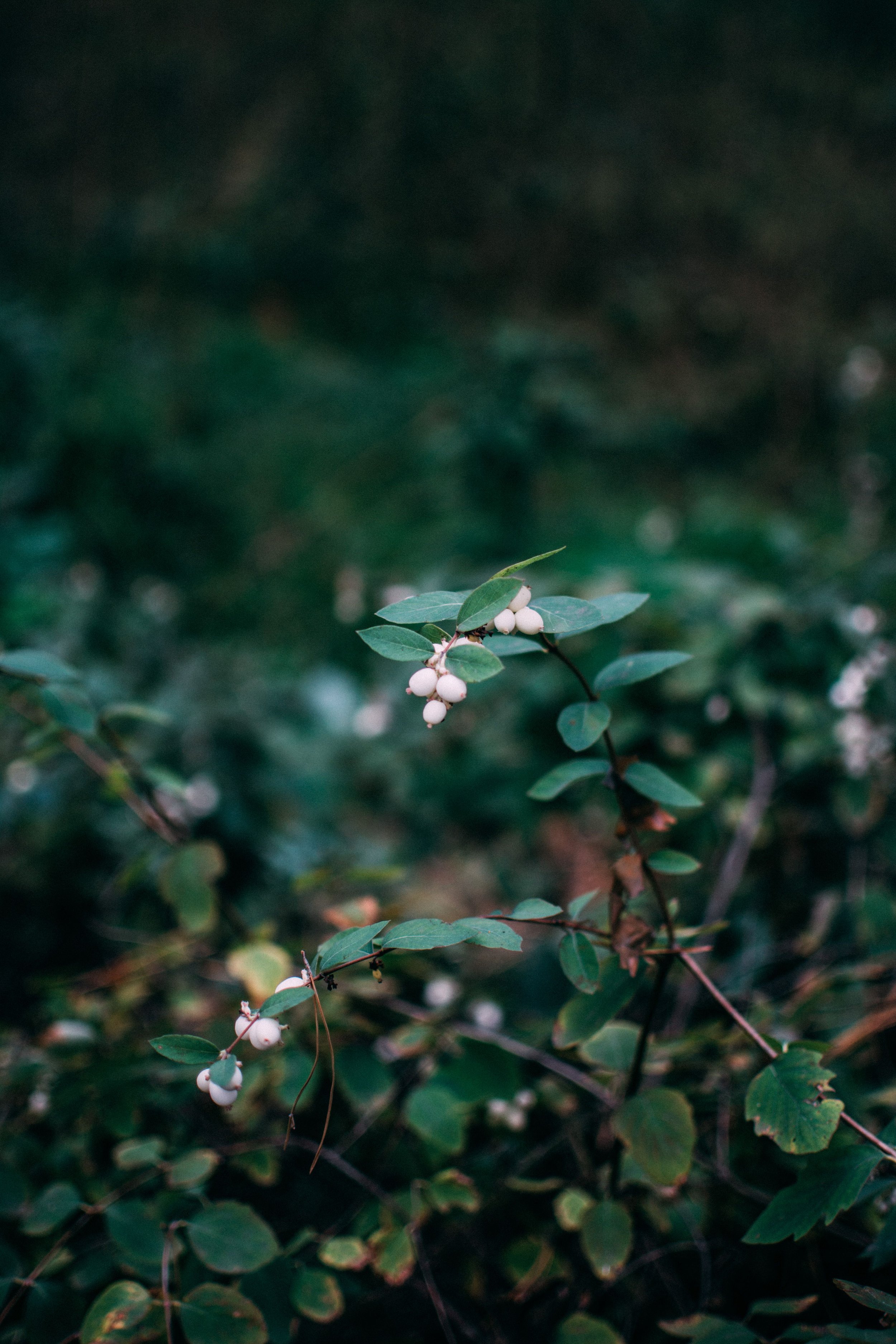 Garden Stewardship