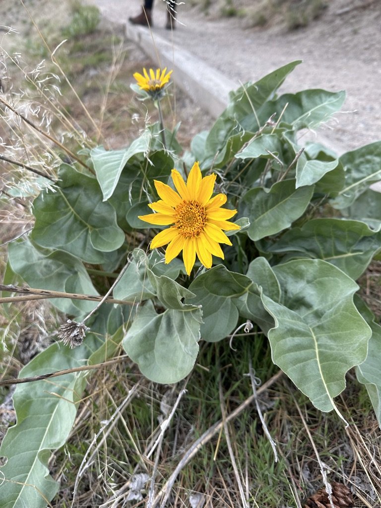 Balsamroot blooming in the Okanagan.