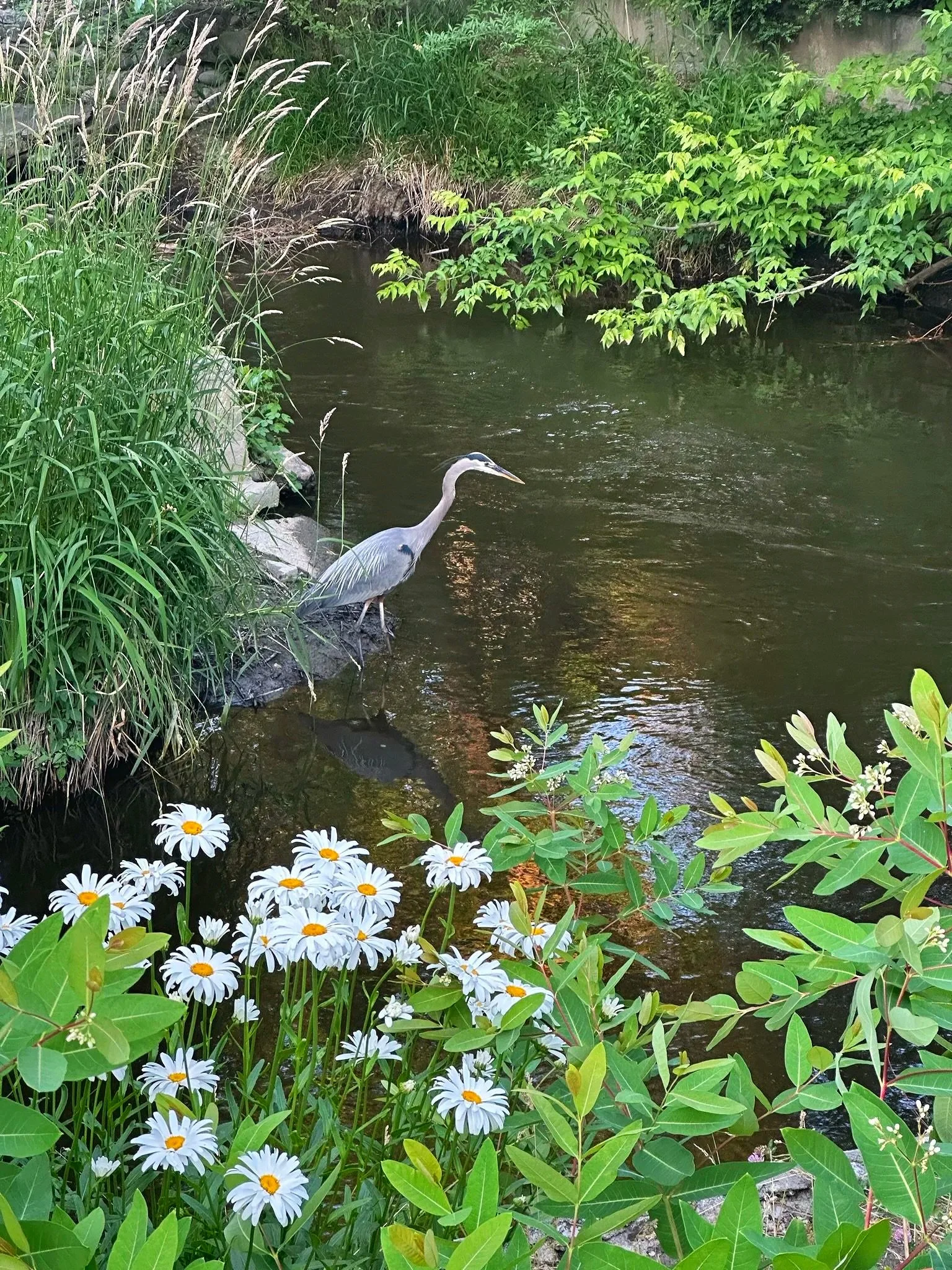 A heron standing near the edge of Mill Creek surrounded by green plants and white daisies.