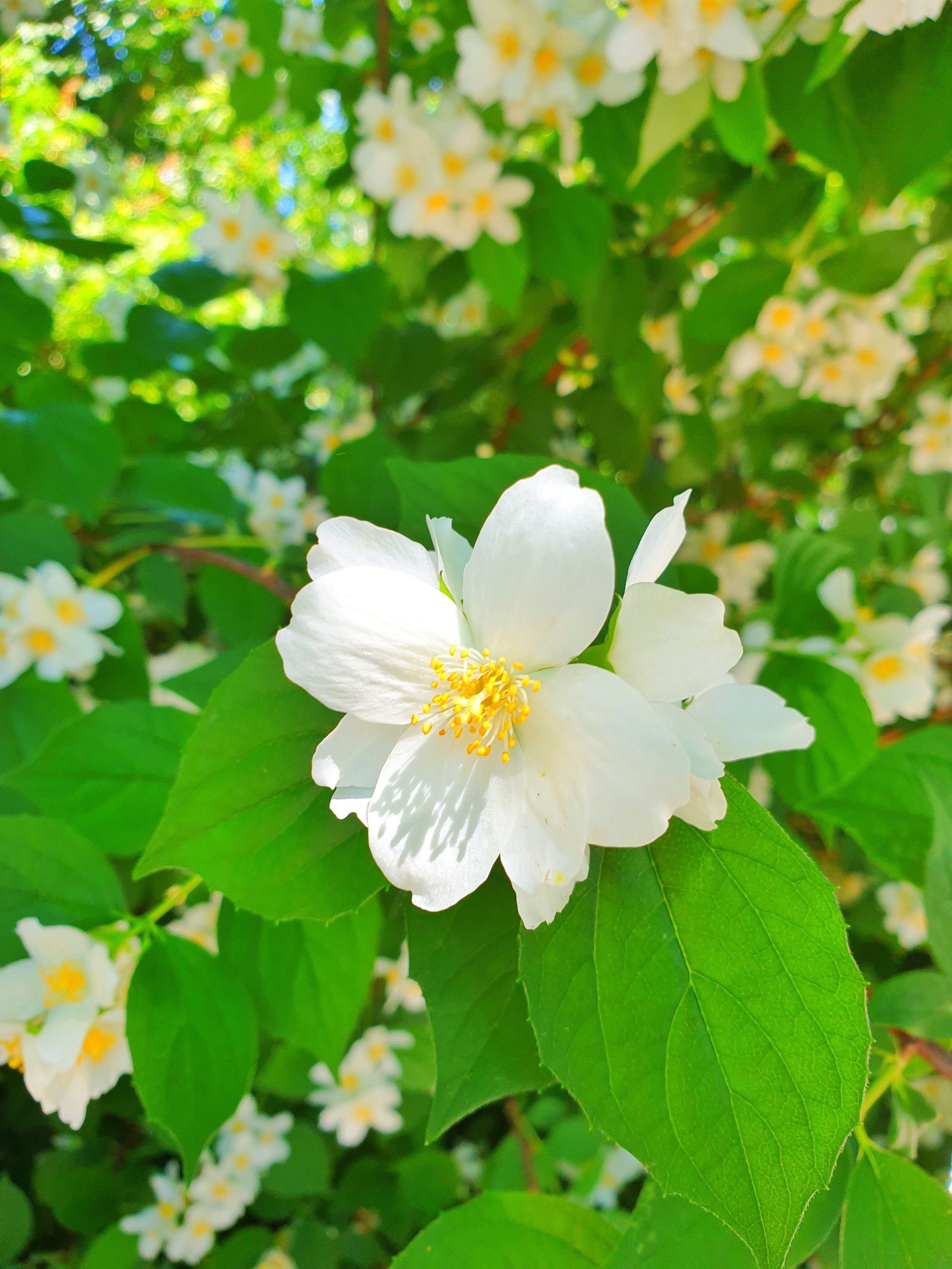 A white mock orange flower with yellow stamens surrounded by green leaves and small white flowers in the background.