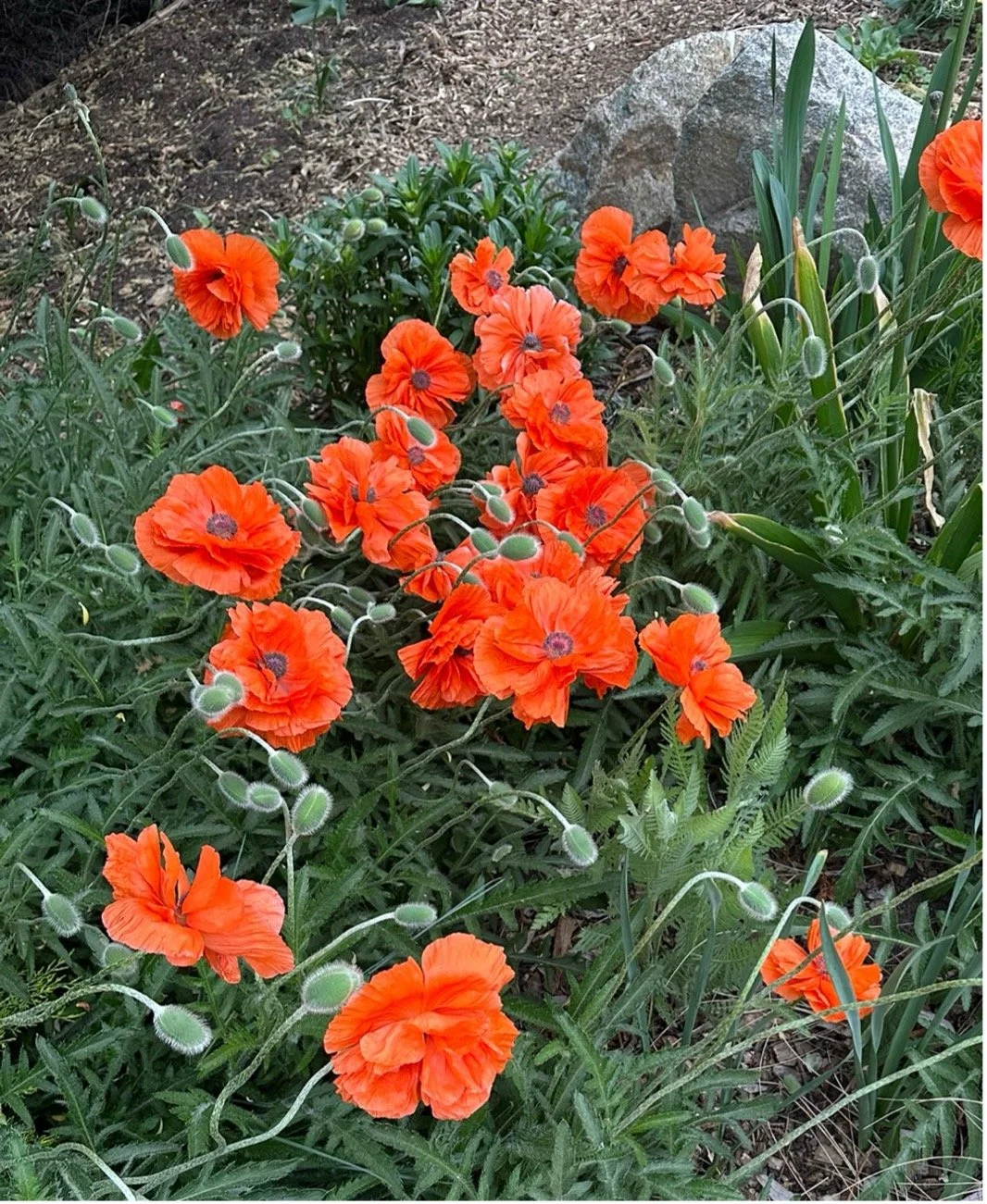 Planting Design