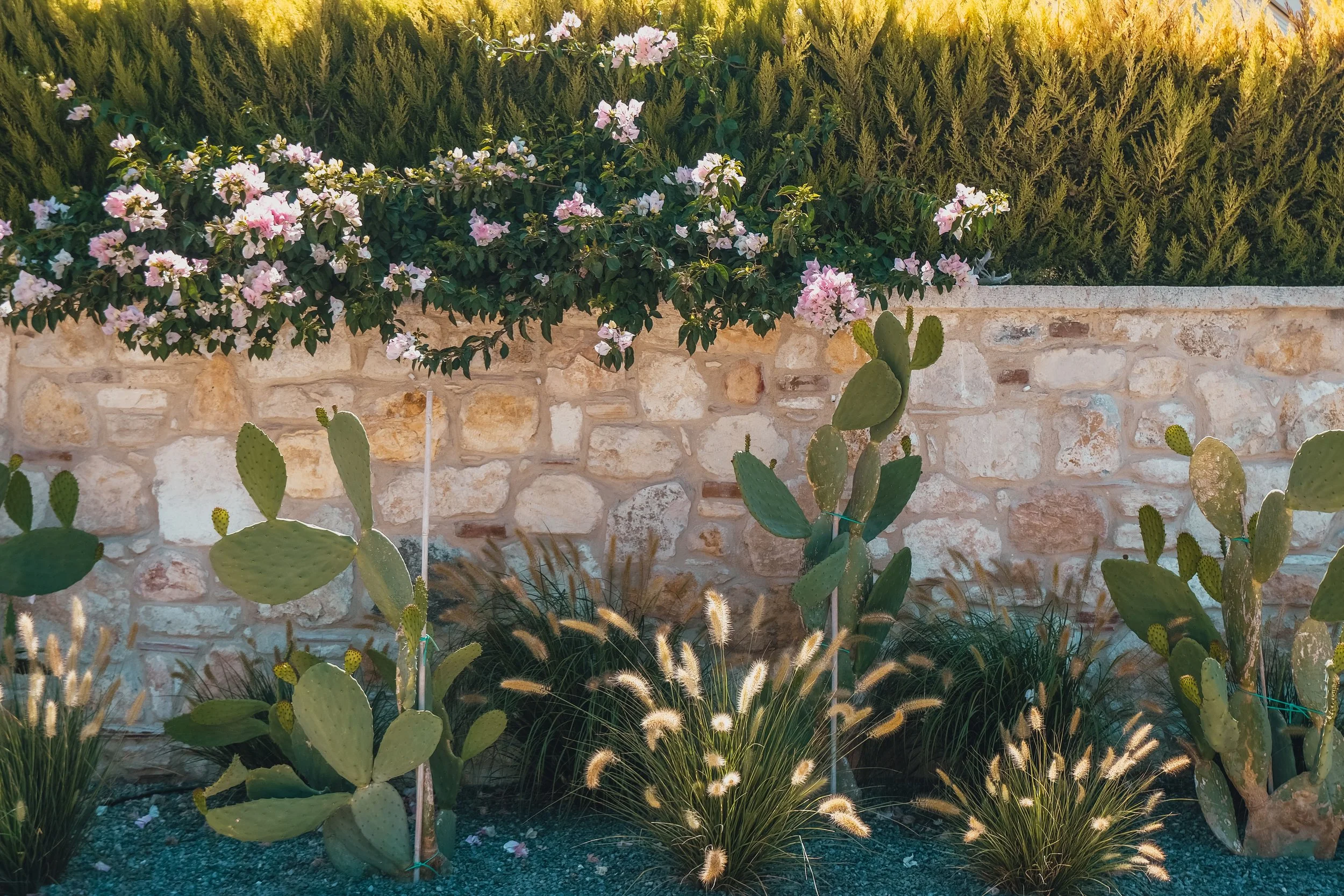 A garden with various plants including prickly pear cactus, ornamental grasses, and flowering shrubs against a stone wall, with the background of green bushes and trees.