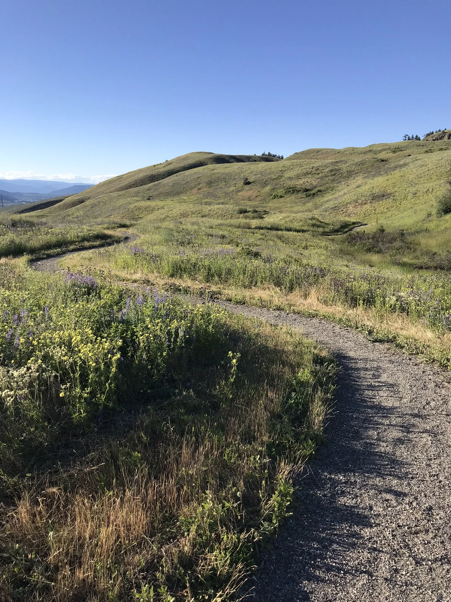 A gravel path running through green grass and wildflowers, with rolling hills in the background under a clear blue sky.