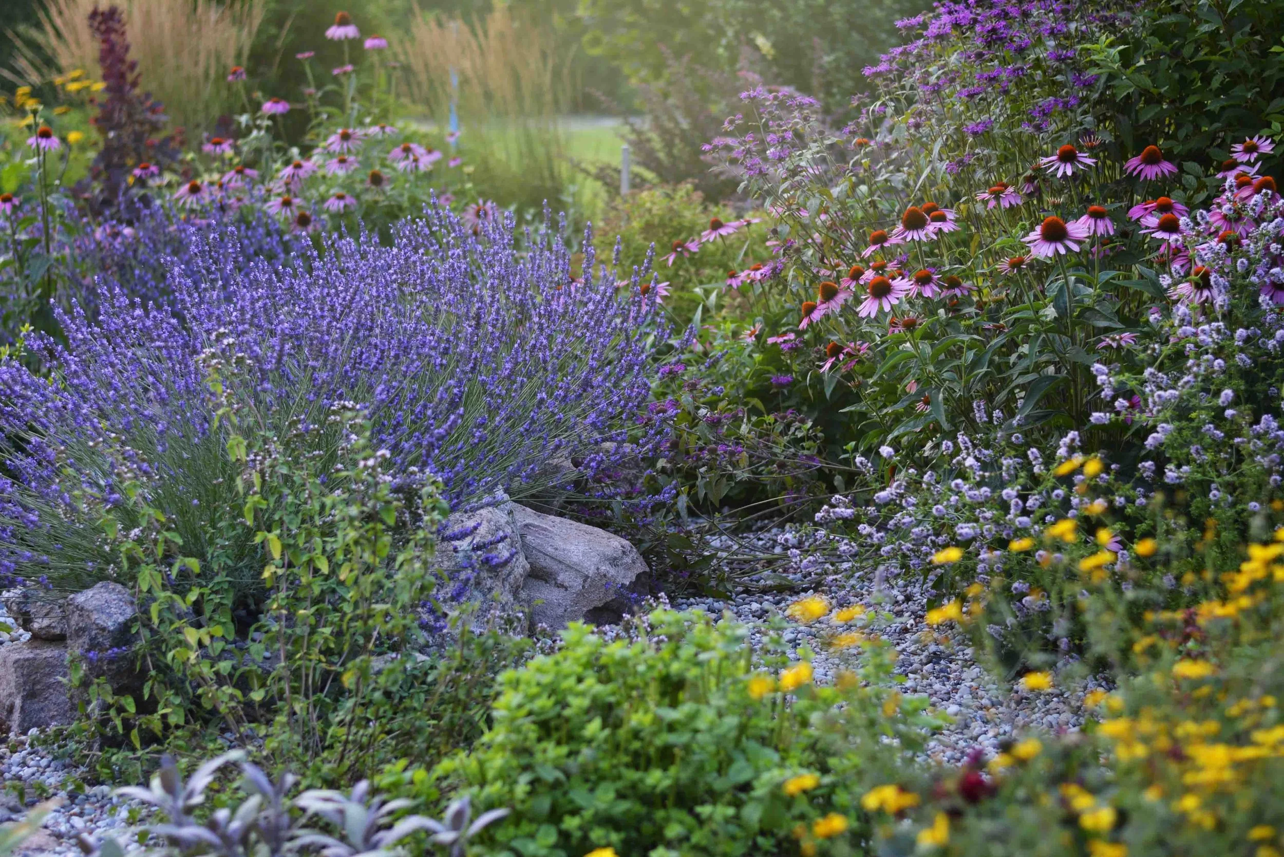 A lush garden with various blooming flowers including purple lavender, pink coneflowers, and yellow daisies, with rocks and gravel on the ground and a soft and dreamy background of greenery.
