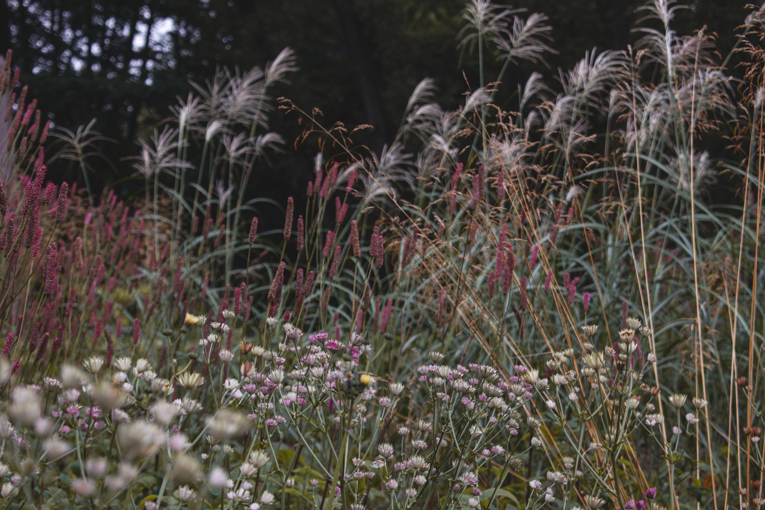 A dense field of grass and wildflowers with pink and white blooms and tall grasses, set against a background of dark trees and a cloudy sky.
