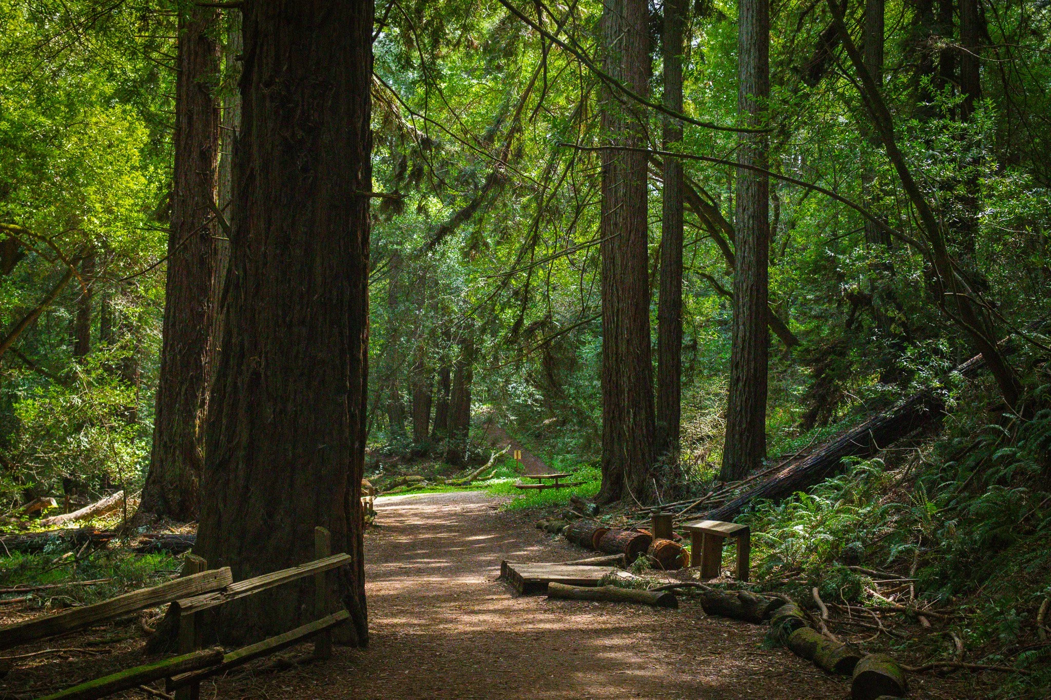 Rheinert Regional Park Redwoods - 1