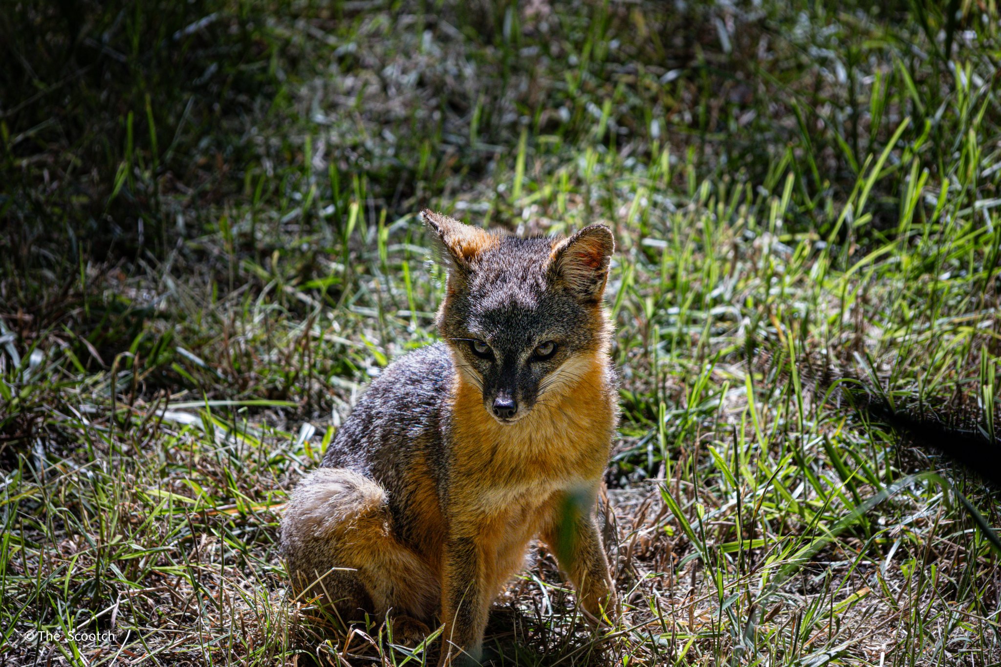 Channel Island Fox