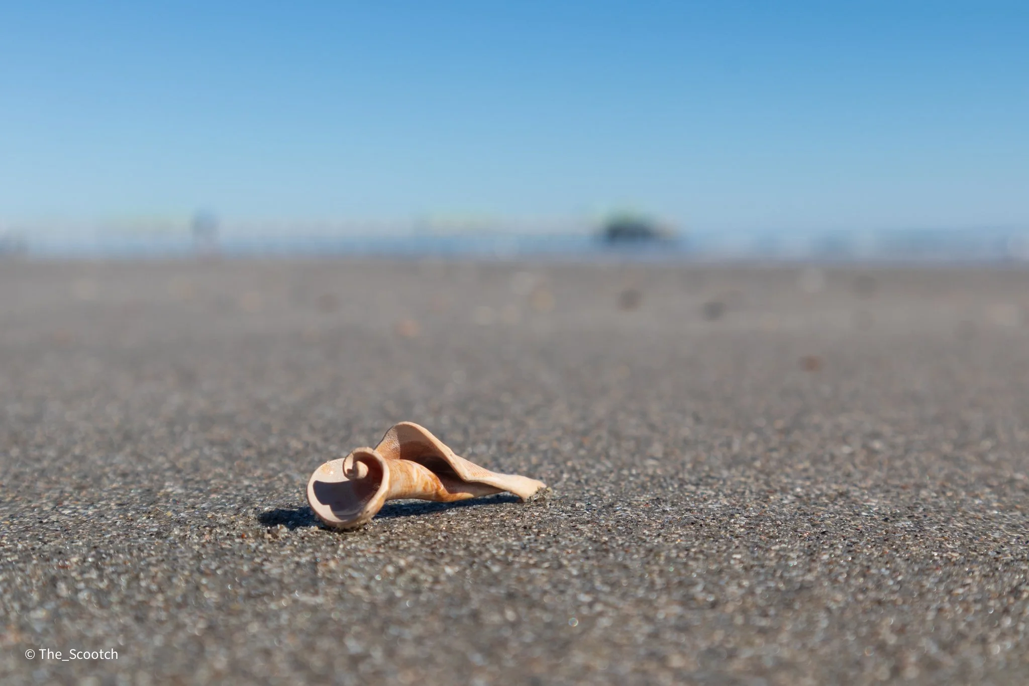 Seashell on Folly Beach, SC