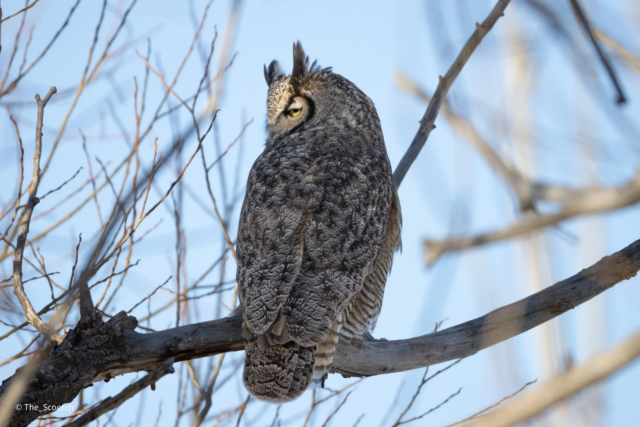 Great Horned Owl, Monte Vista, CO