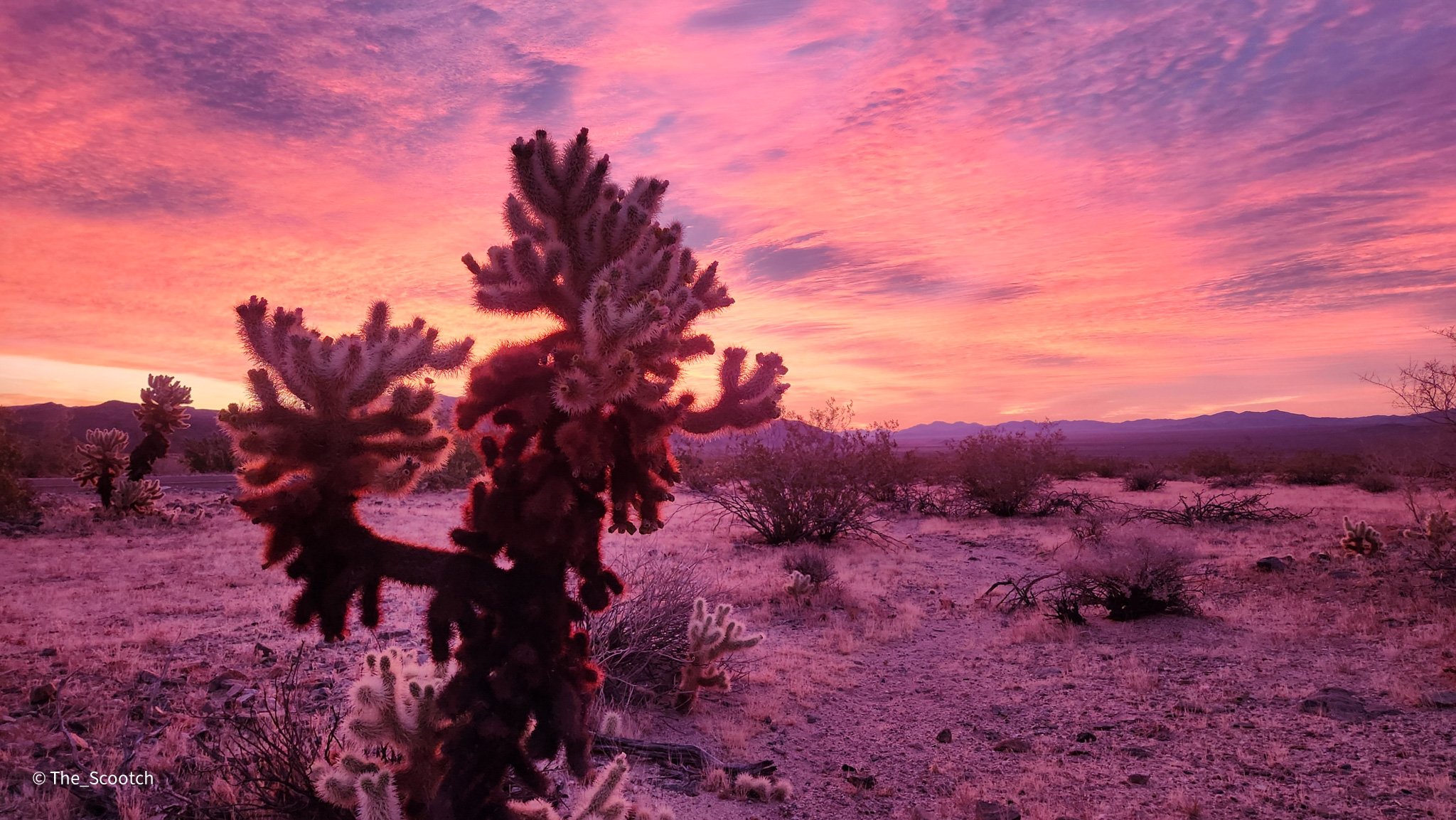 Chollo Catcus Garden, Joshua Tree National Park (8