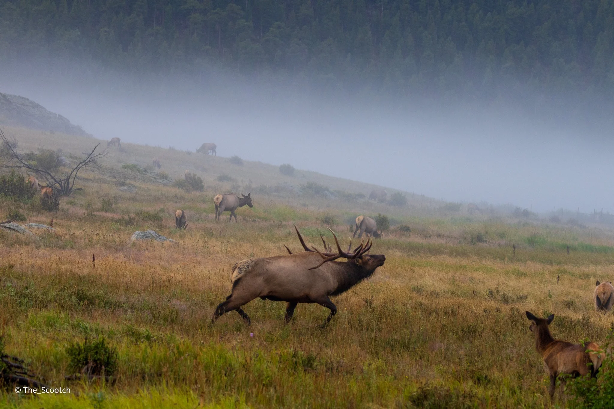 Elk Rut at Rocky Mountain National Park