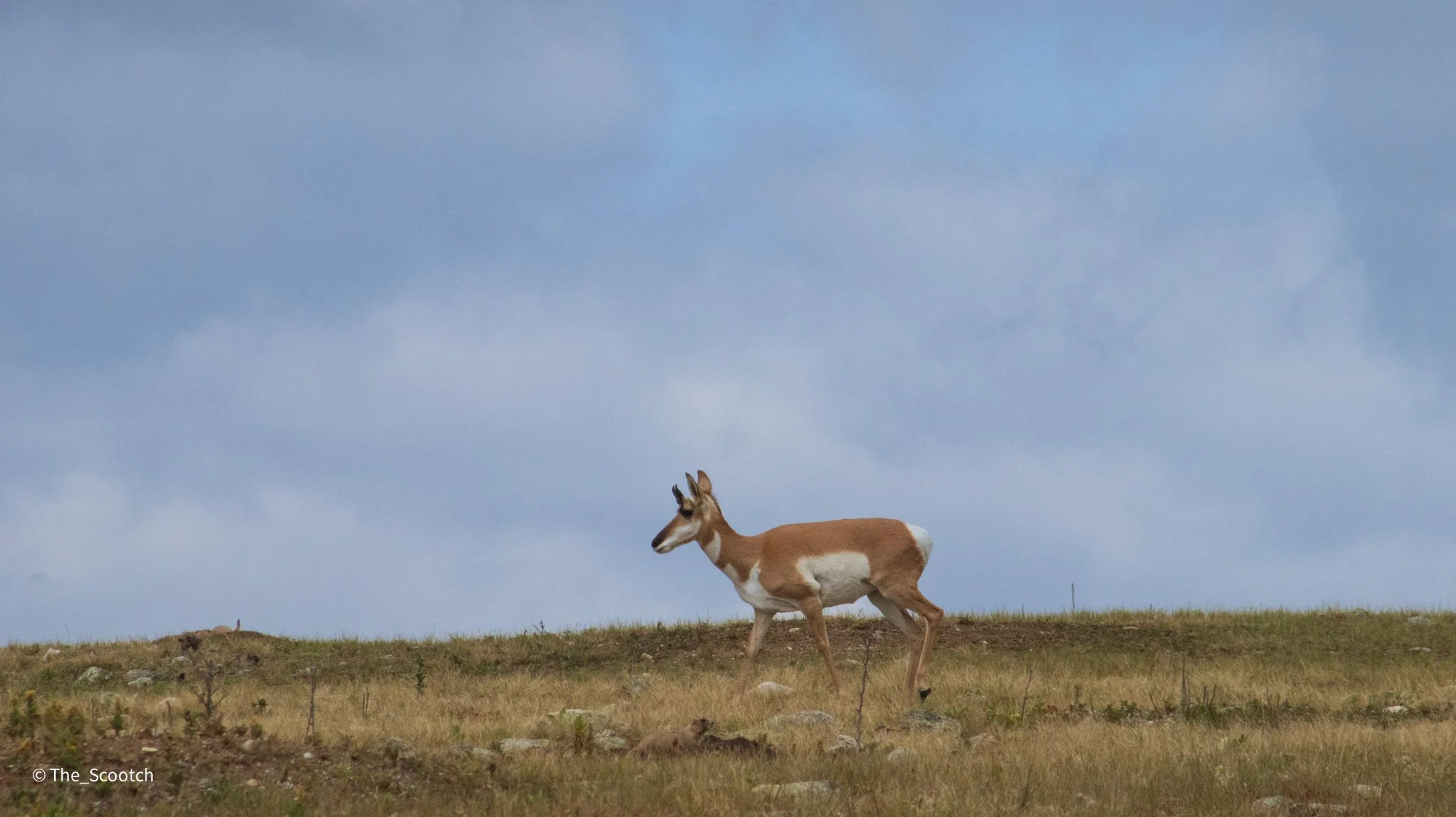 Pronghorn Antelope at Wind Cave National Park - 2
