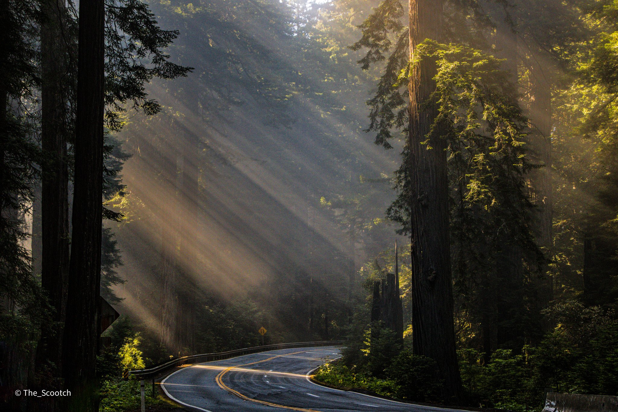Light Peeking Through the Redwoods (8