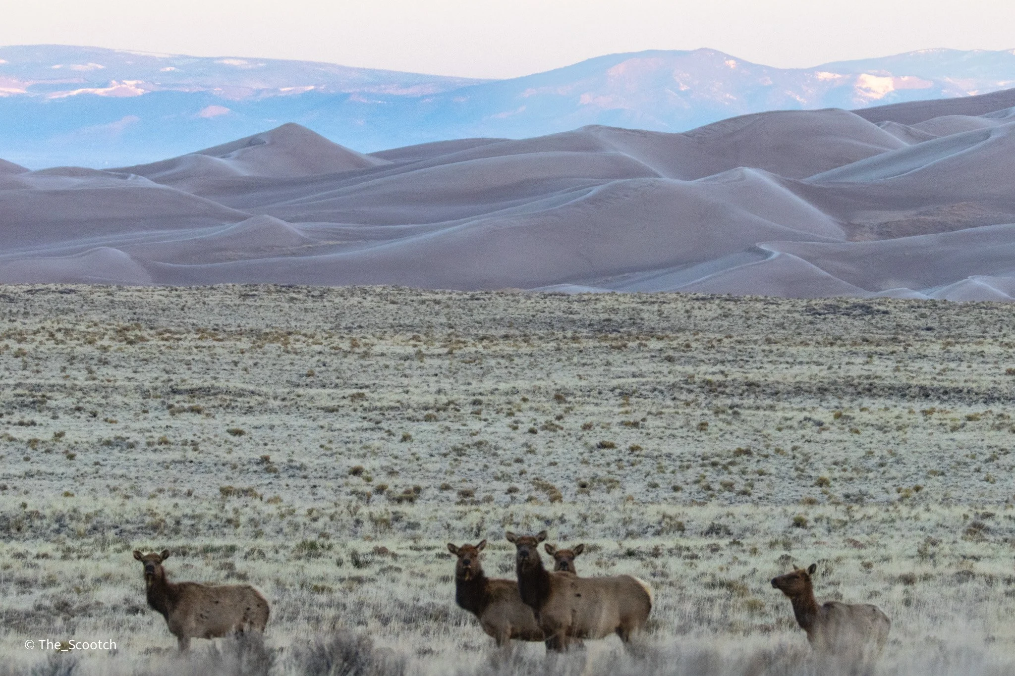 Elk at Great Sand Dunes National Park
