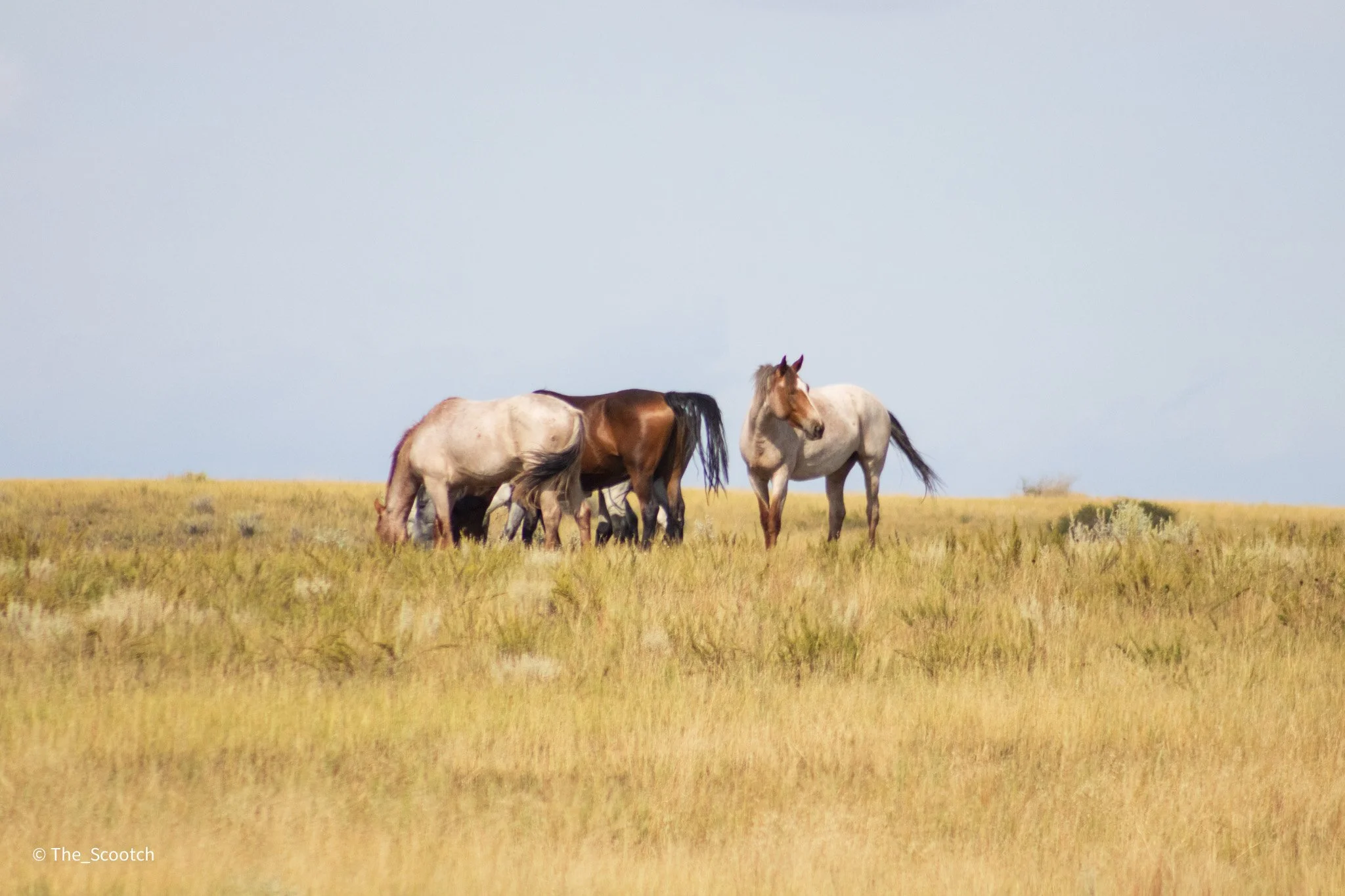 Wild Horses, Theodore Roosevelt National Park