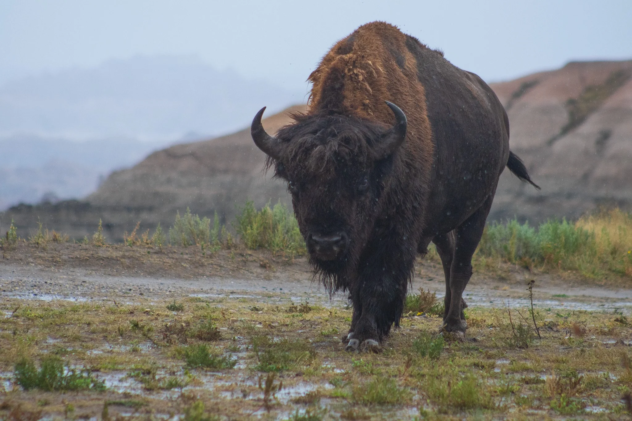 Bison in the Badlands - 1