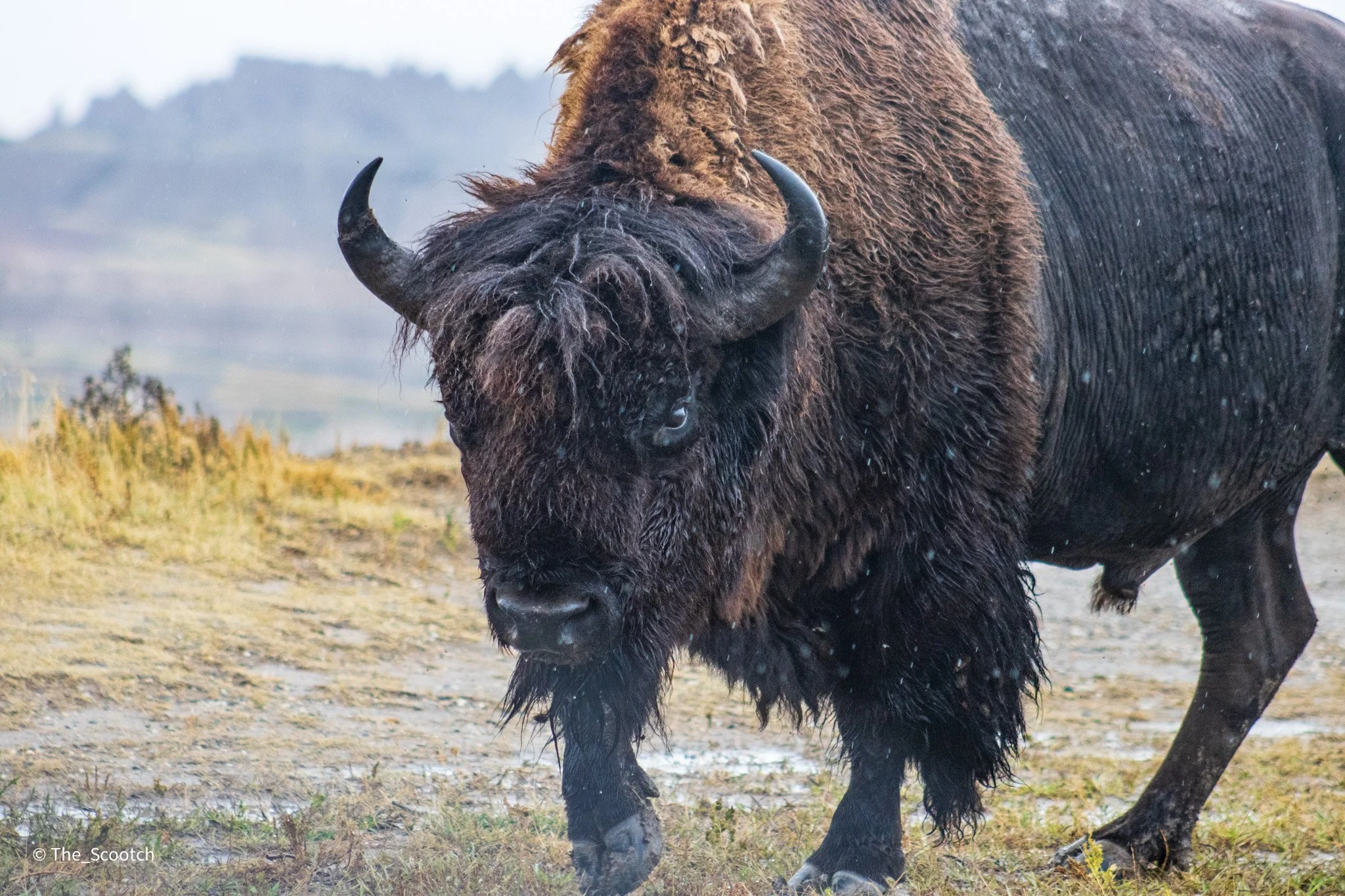 Bison in the Badlands - 2