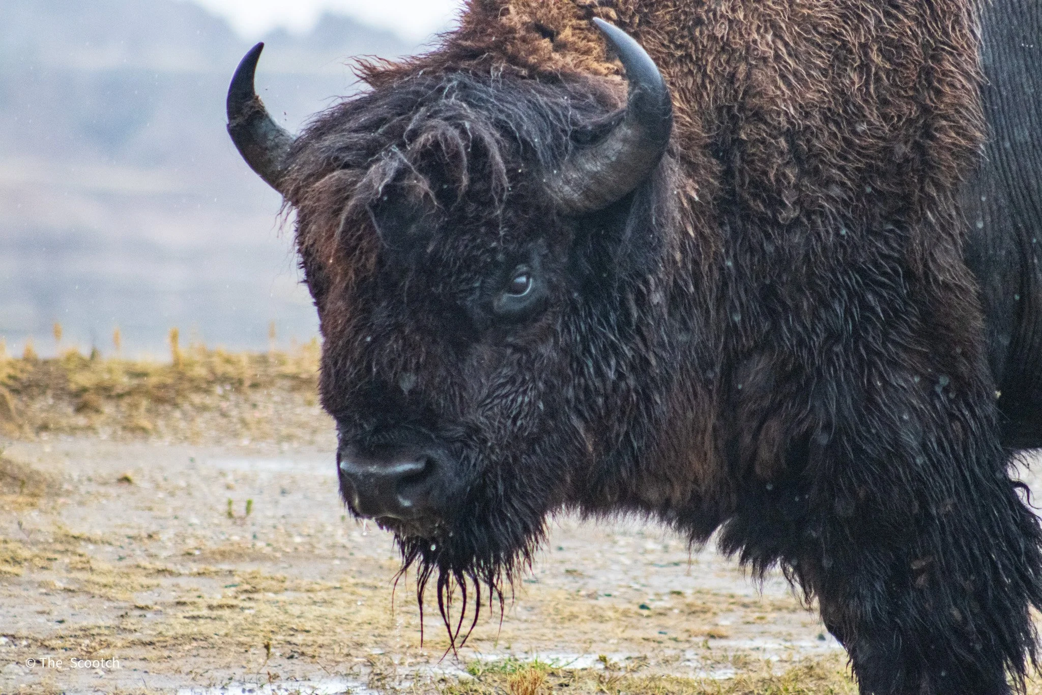 Bison in the Badlands - 3