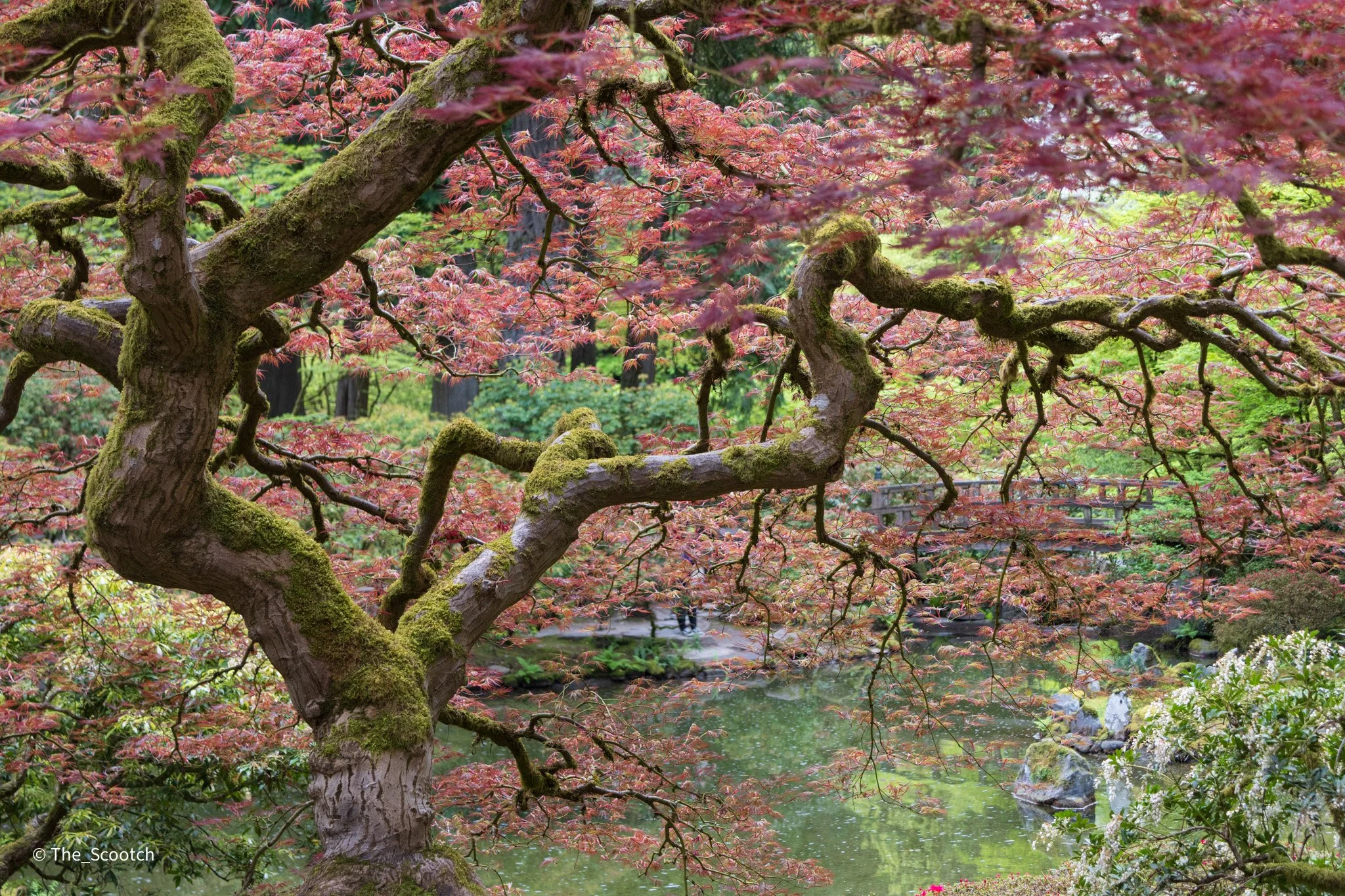 Japanese Maple, Portland Japanese Gardens