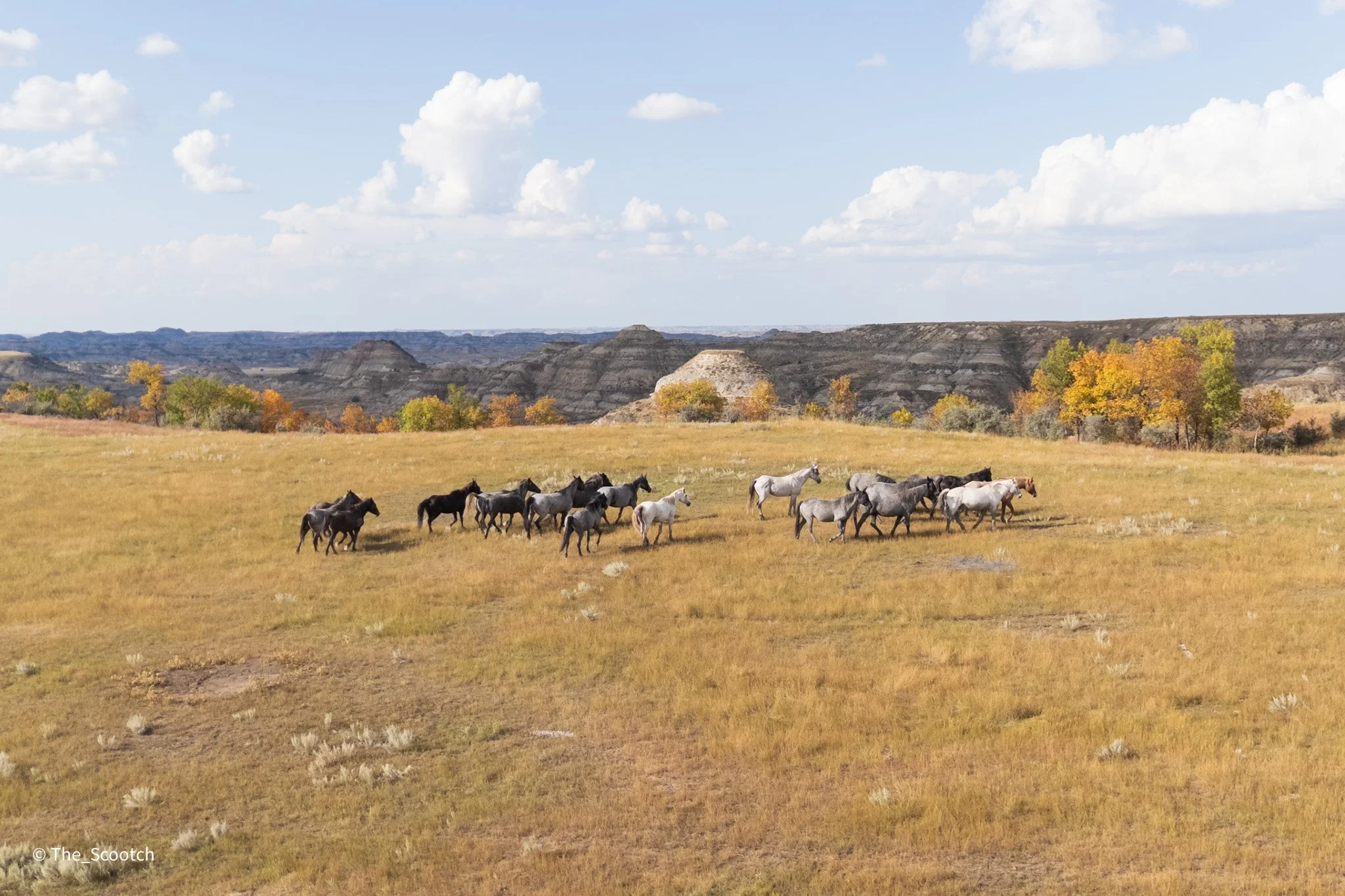 Wild Horse Herd - North Dakota (8