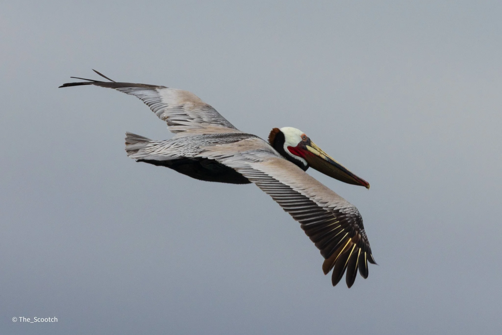 Soaring Over the Sea (8